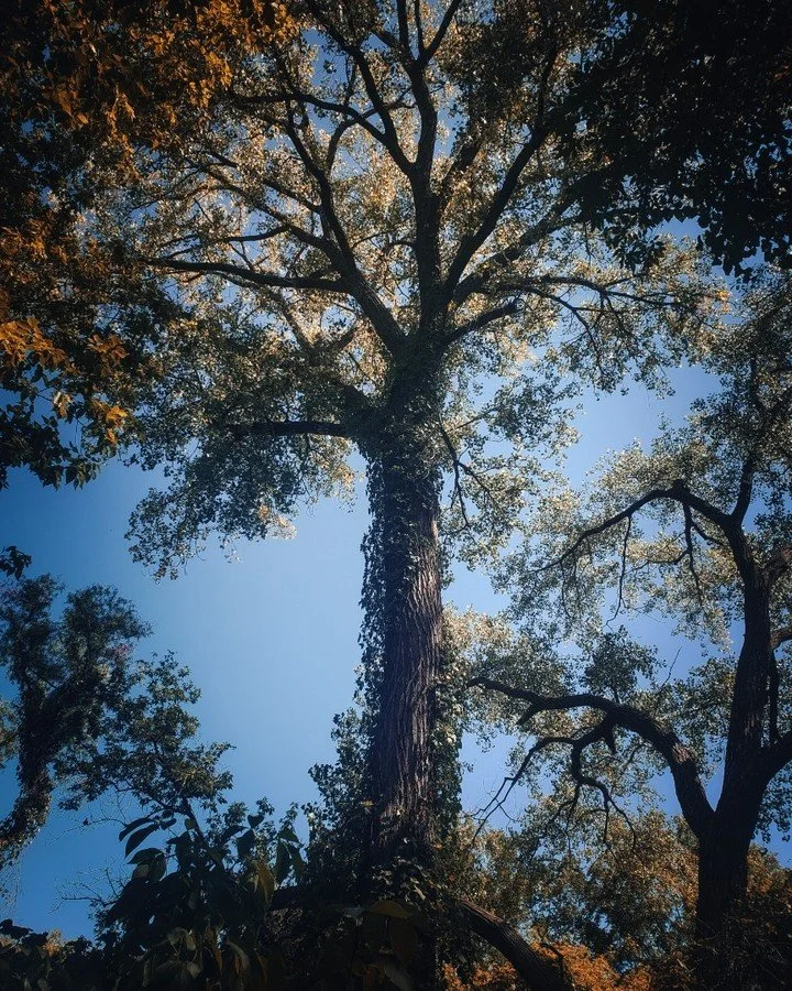 Looking up at tall trees with a clear blue sky in the background.
