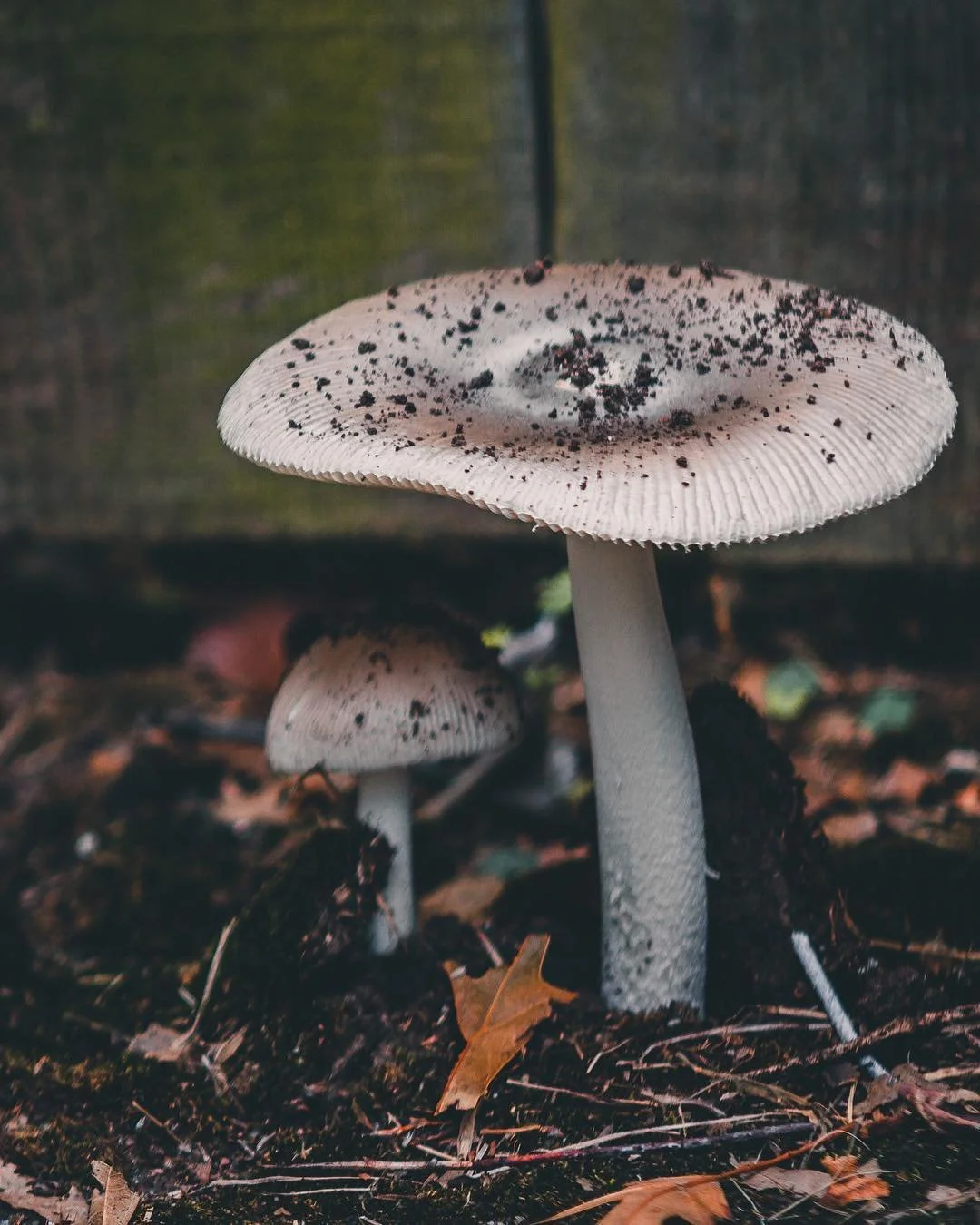 Close-up of white mushrooms with black specks growing from the soil among fallen autumn leaves.
