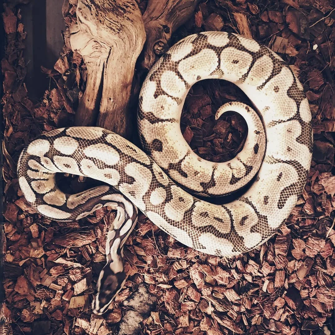 A ball python snake coiled on a bed of brown wood chips with a piece of wood nearby.