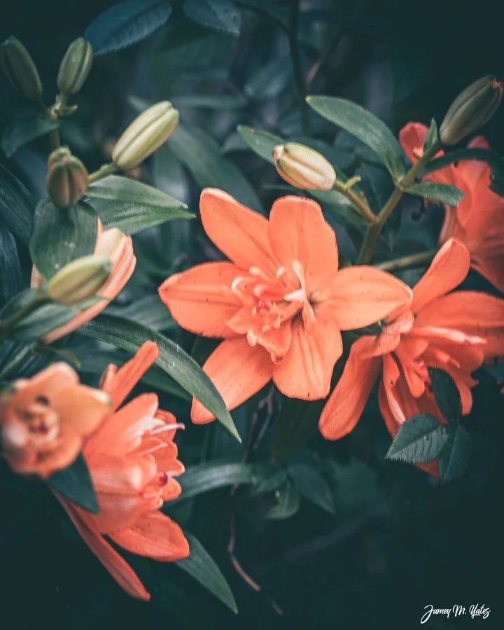 Close-up of orange azalea flowers with green leaves and buds.