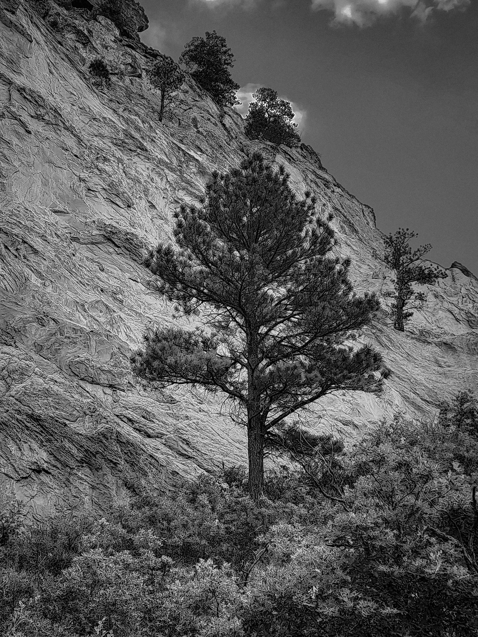 A black and white photo of a pine tree growing on a rocky slope with smaller trees in the background.