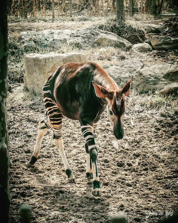 A young okapi with brown and white striped legs, a brown body, and a dark face, standing on dirt ground in a wooded area.