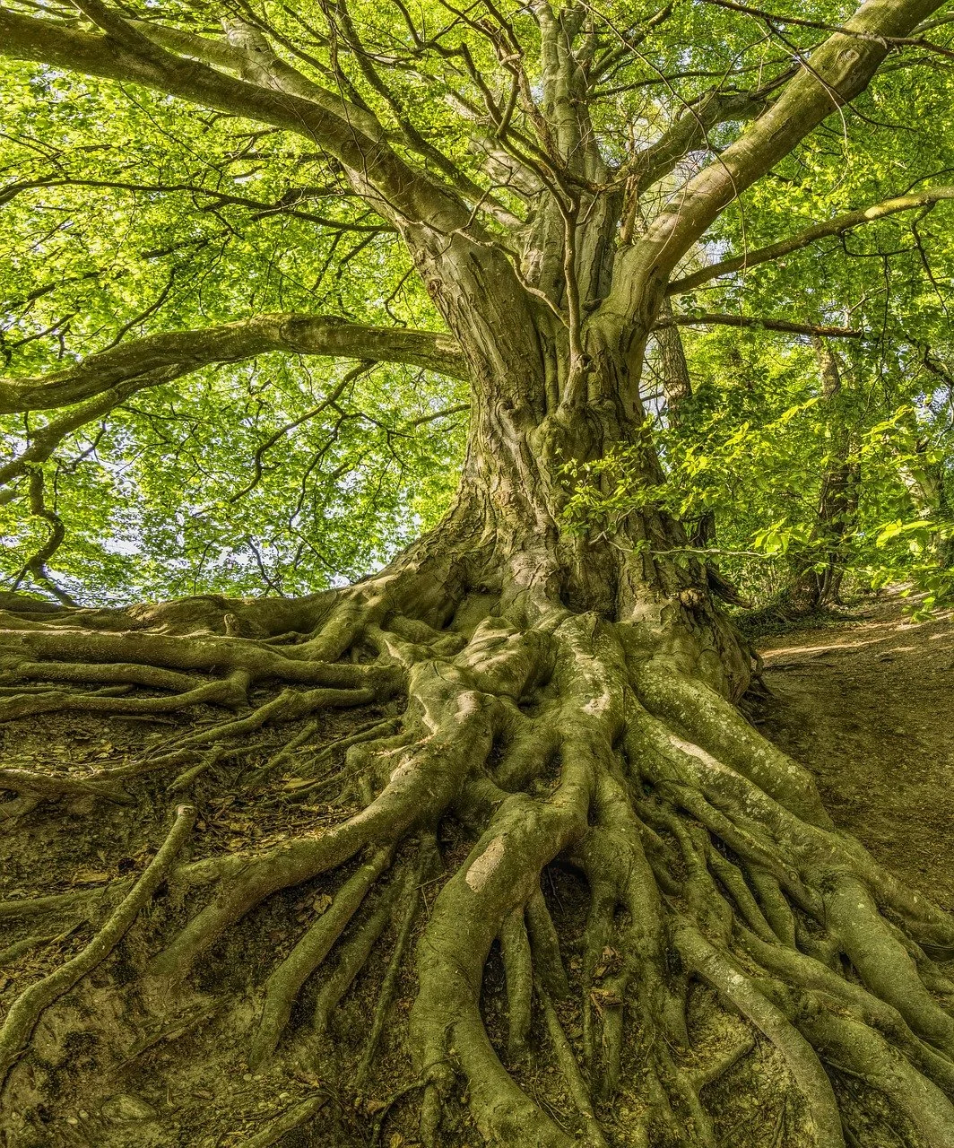 A large, old tree with exposed roots and a thick trunk in a forest, surrounded by green leaves and sunlight filtering through.