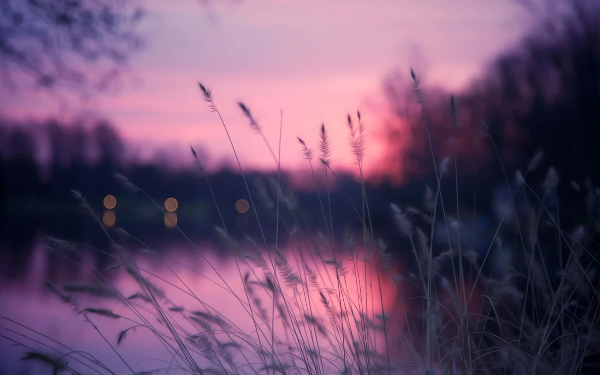 Blurred image of tall grasses by water during sunset with pink and purple sky and dark trees in the background.