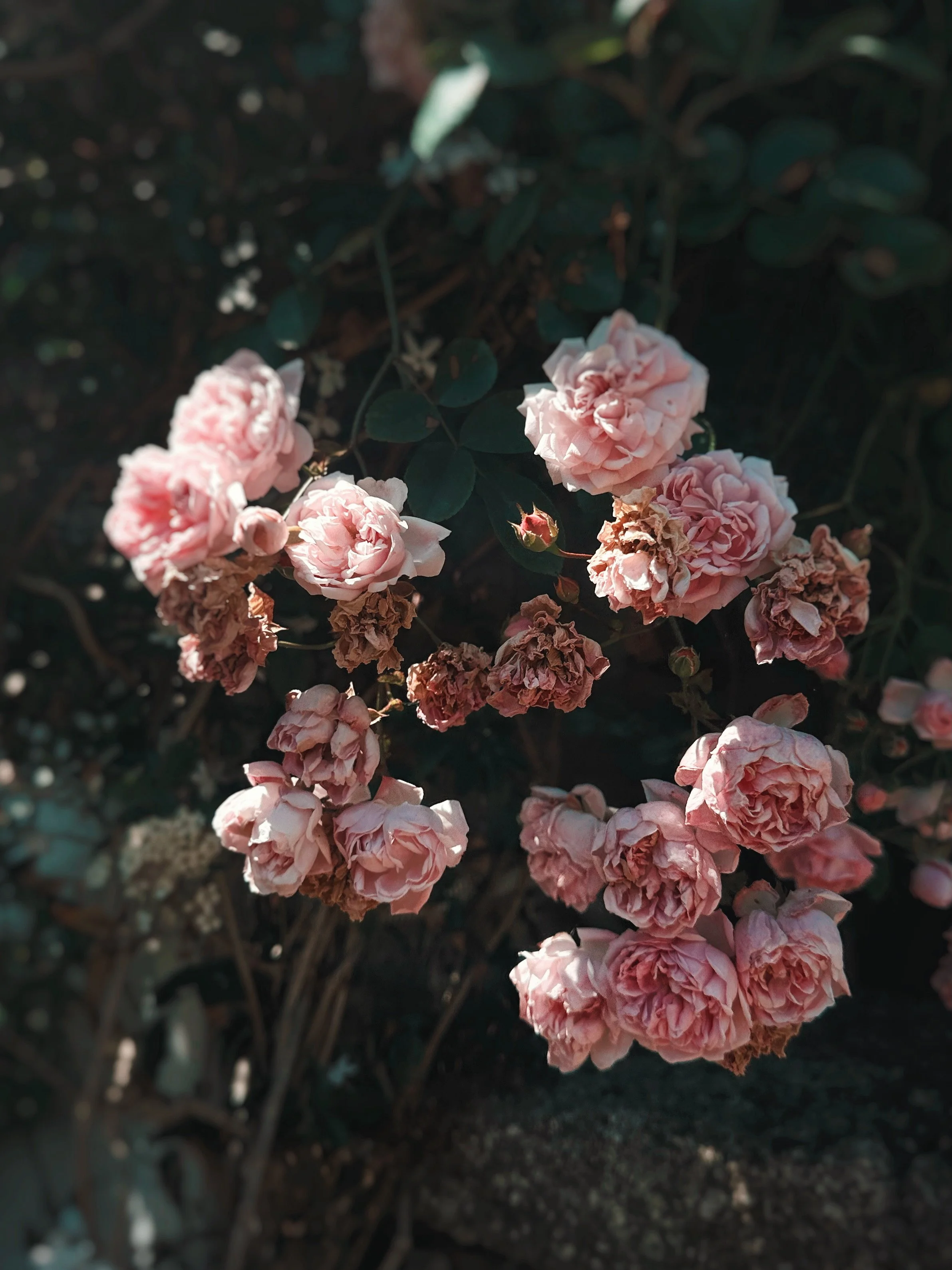 AfterlightImage (3) 2.jpg