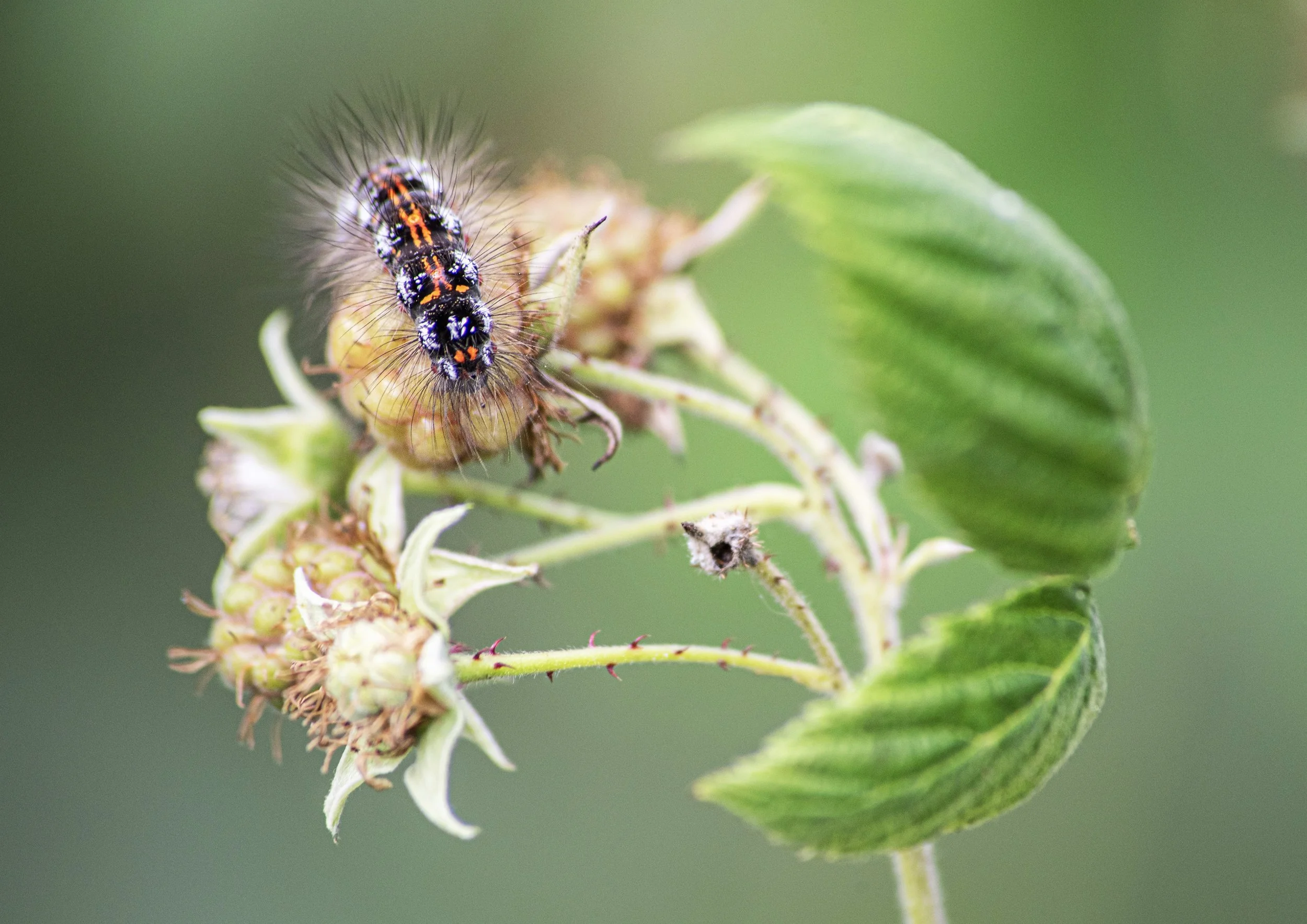 Close-up of a caterpillar with black, orange, and white markings and long hairs on a green plant with blurry background.