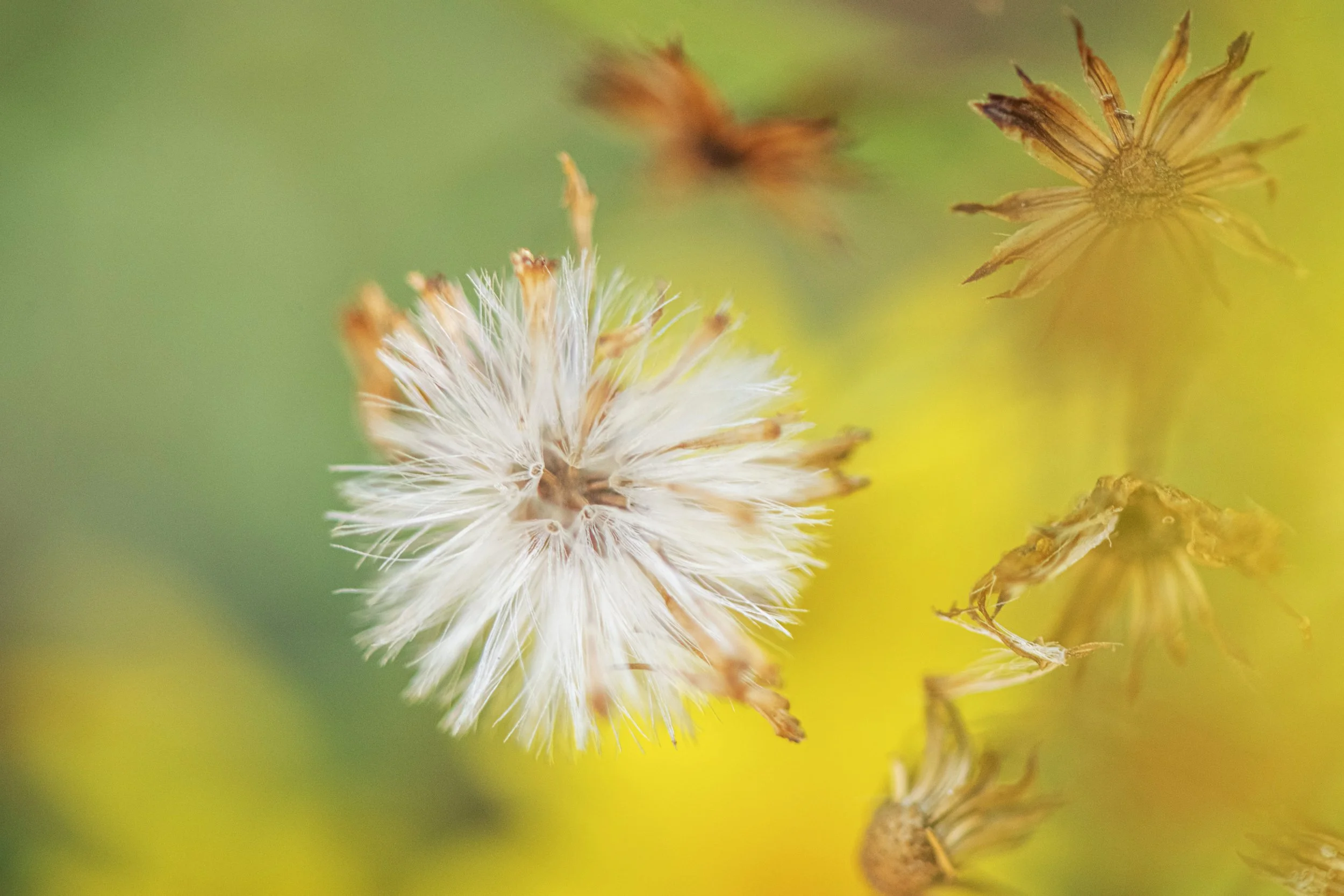 Close-up of a dandelion seed head with some seeds dispersed, set against a blurred green and yellow background.