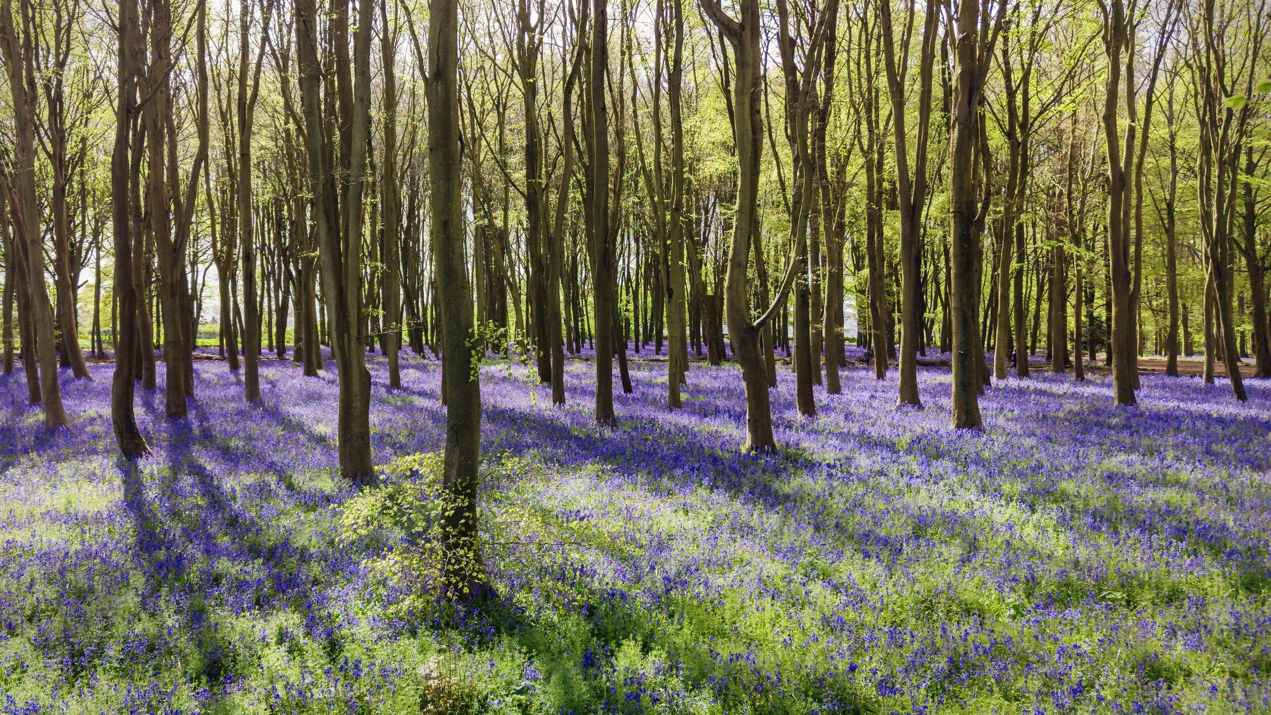 A forest with tall, thin trees and a carpet of purple and blue flowers on the ground, with sunlight filtering through the leaves.
