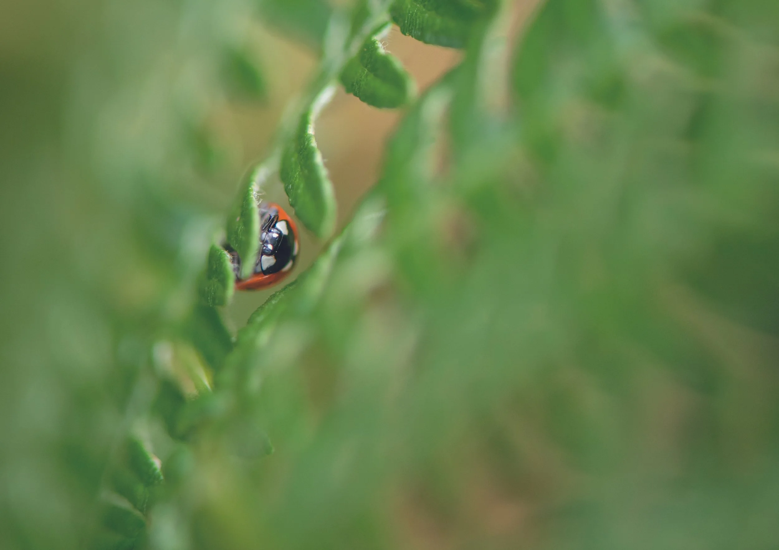 A close-up of a green plant with a tiny ladybug on a leaf, partially hidden behind the leaf.