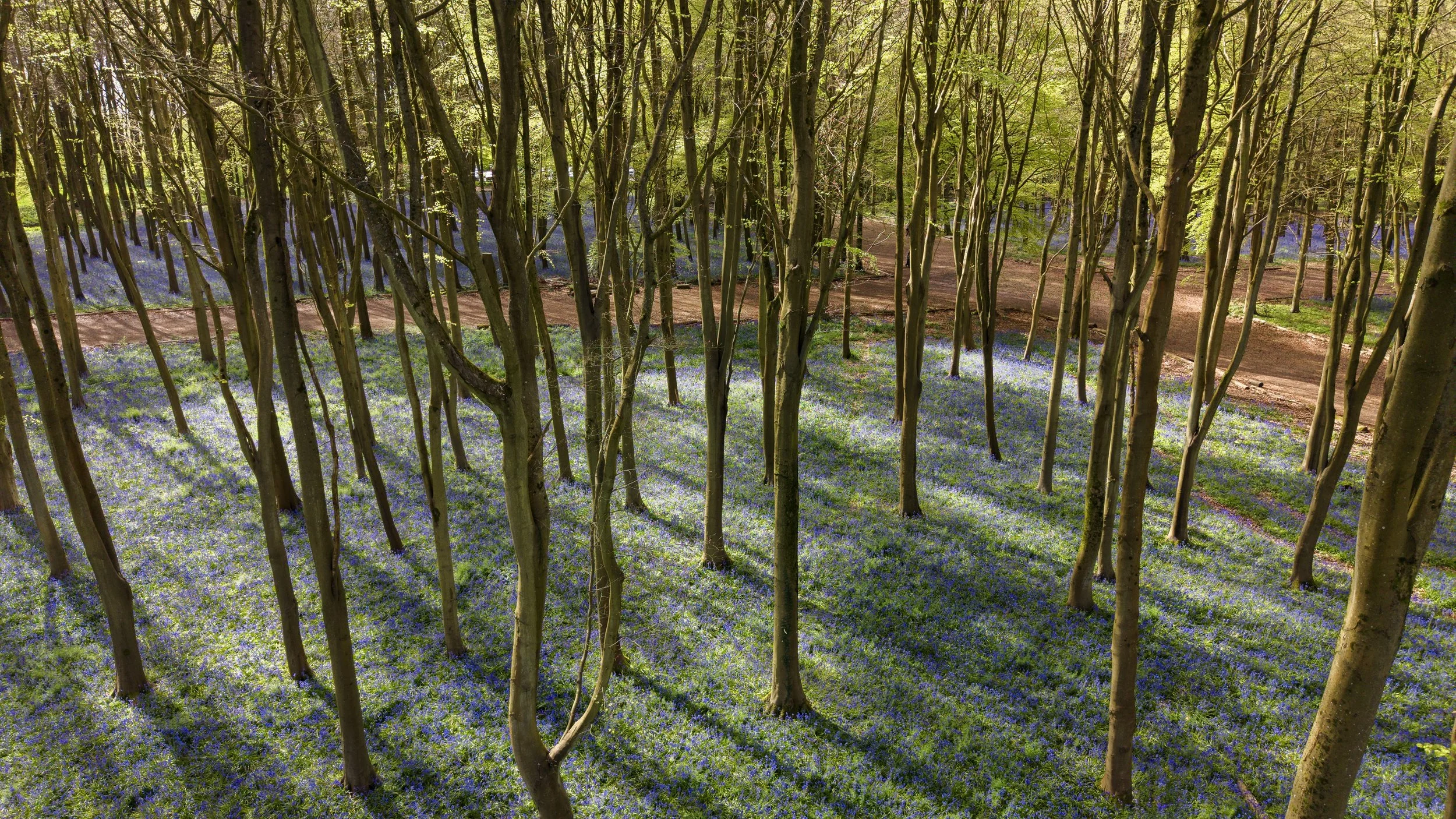 A forest with tall, thin trees and a bright green canopy, carpeted with blue and purple flowers. A dirt path runs through the woods.