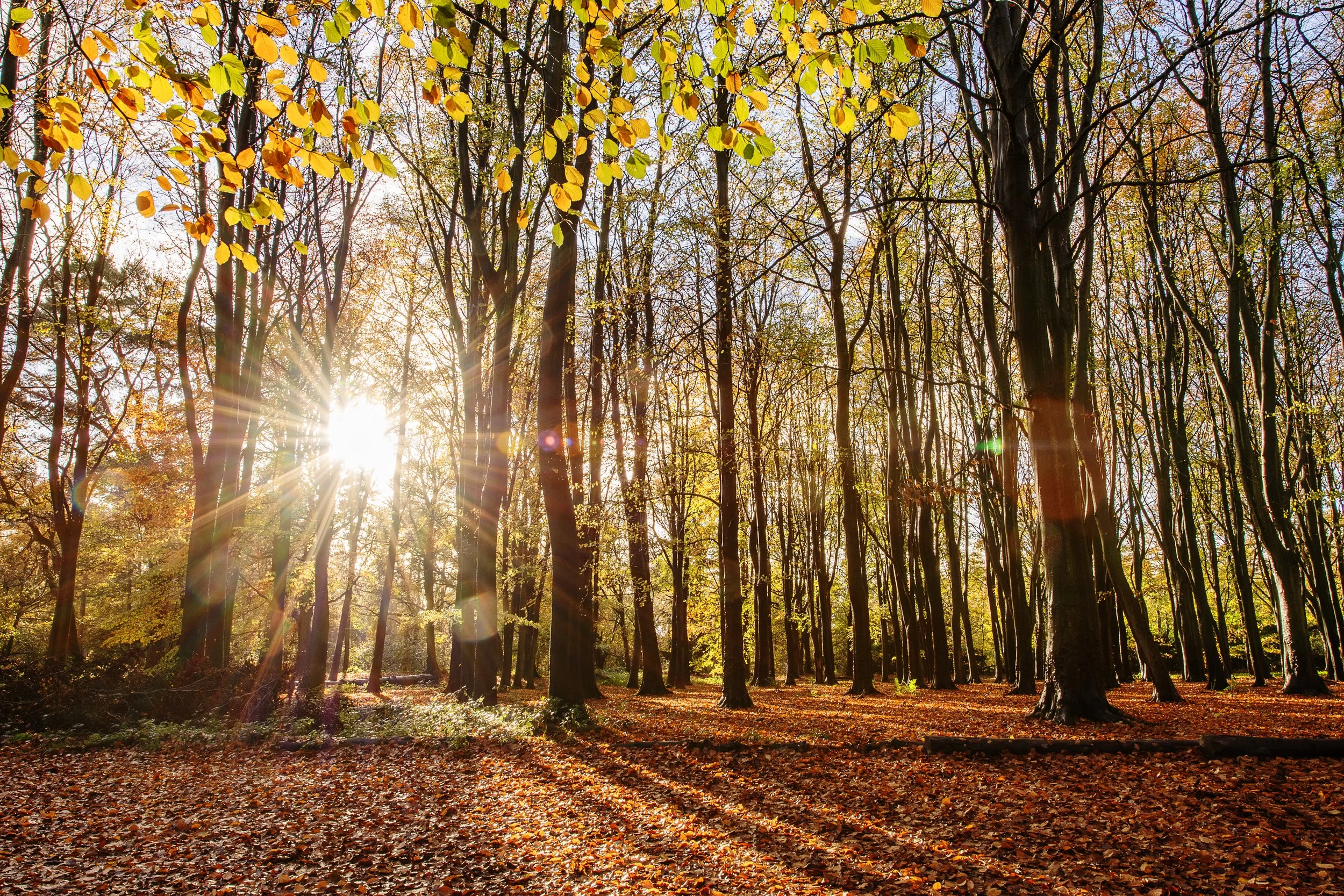 Sun shining through a wooded forest with trees displaying fall foliage, leaves on the ground, and lens flare from the sunlight.