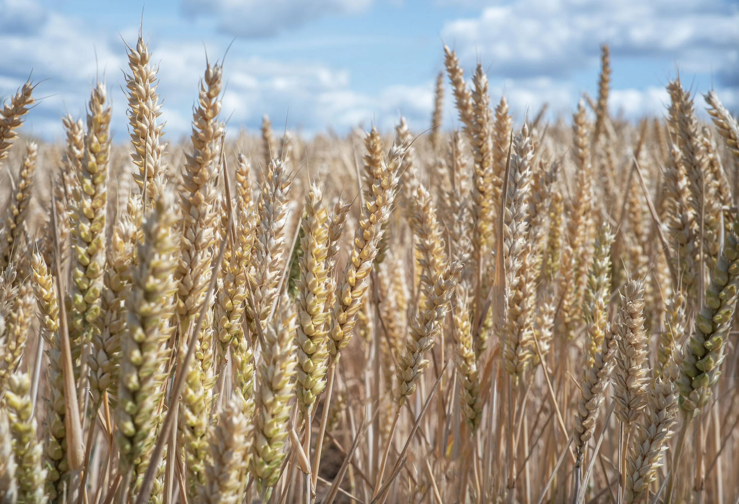 A wheat field with tall, golden wheat stalks under a partly cloudy blue sky.