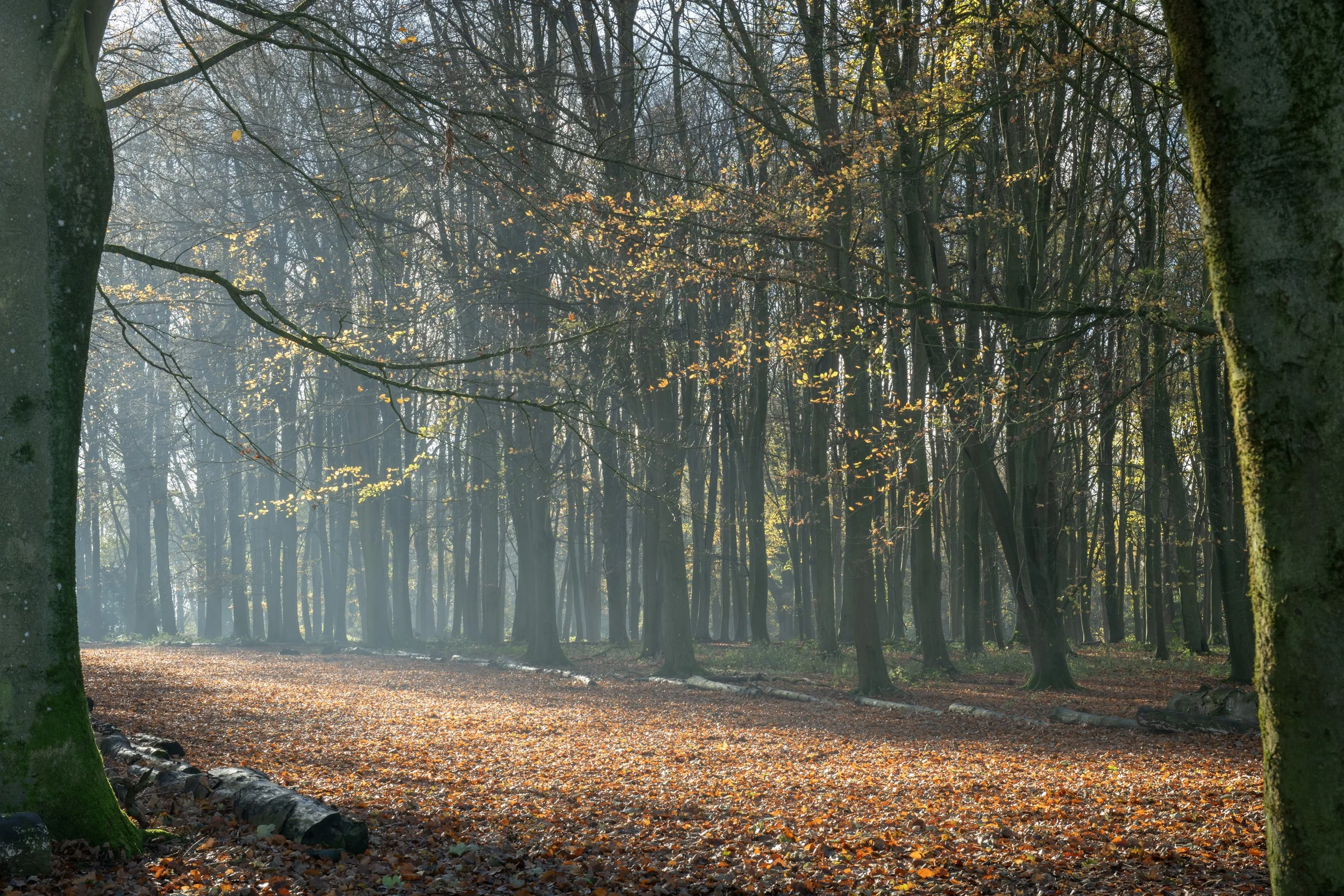 Sunlight filters through the trees in a forest, illuminating the fallen leaves on the ground during autumn.