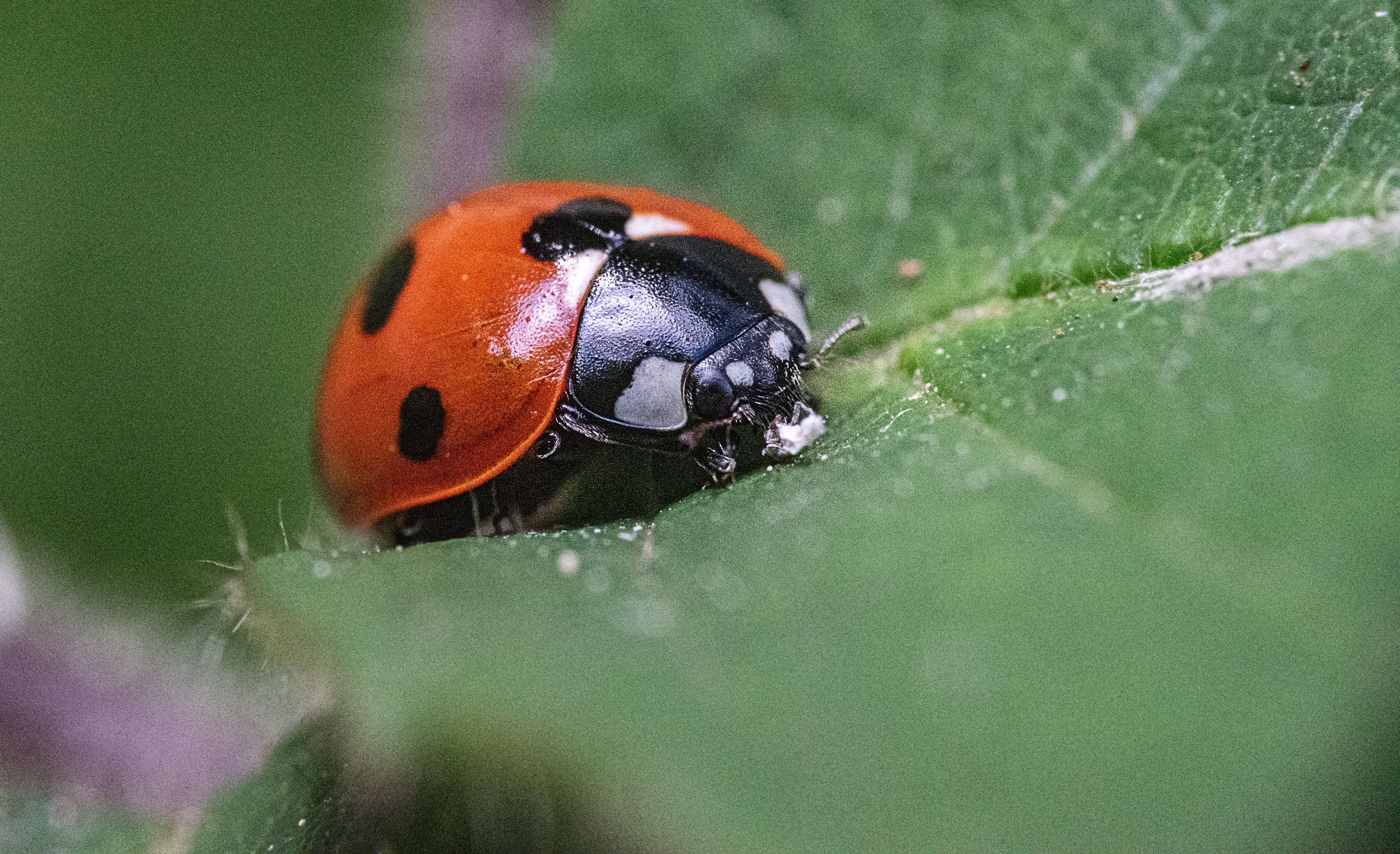 Close-up of a ladybug crawling on a green leaf.
