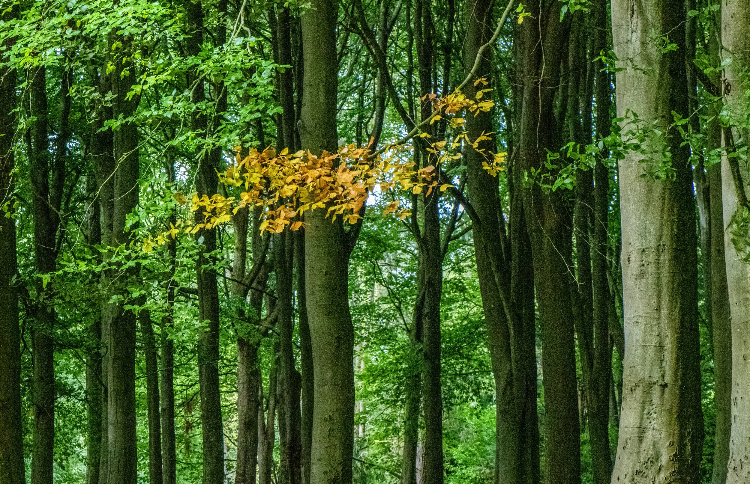 A dense forest with tall, straight trees and lush green foliage. Some trees have light-colored bark, while others are darker. There are patches of sunlight filtering through the leaves.