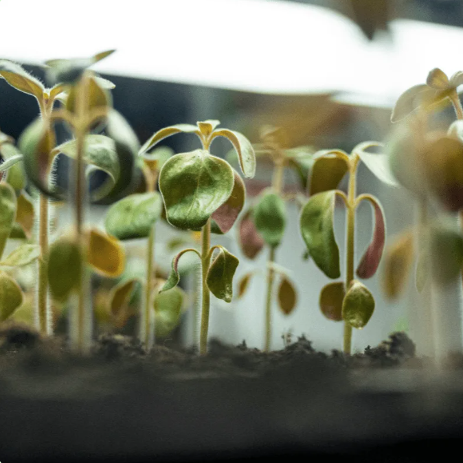 Sprout Starters: Make Your Own Mini-Greenhouses