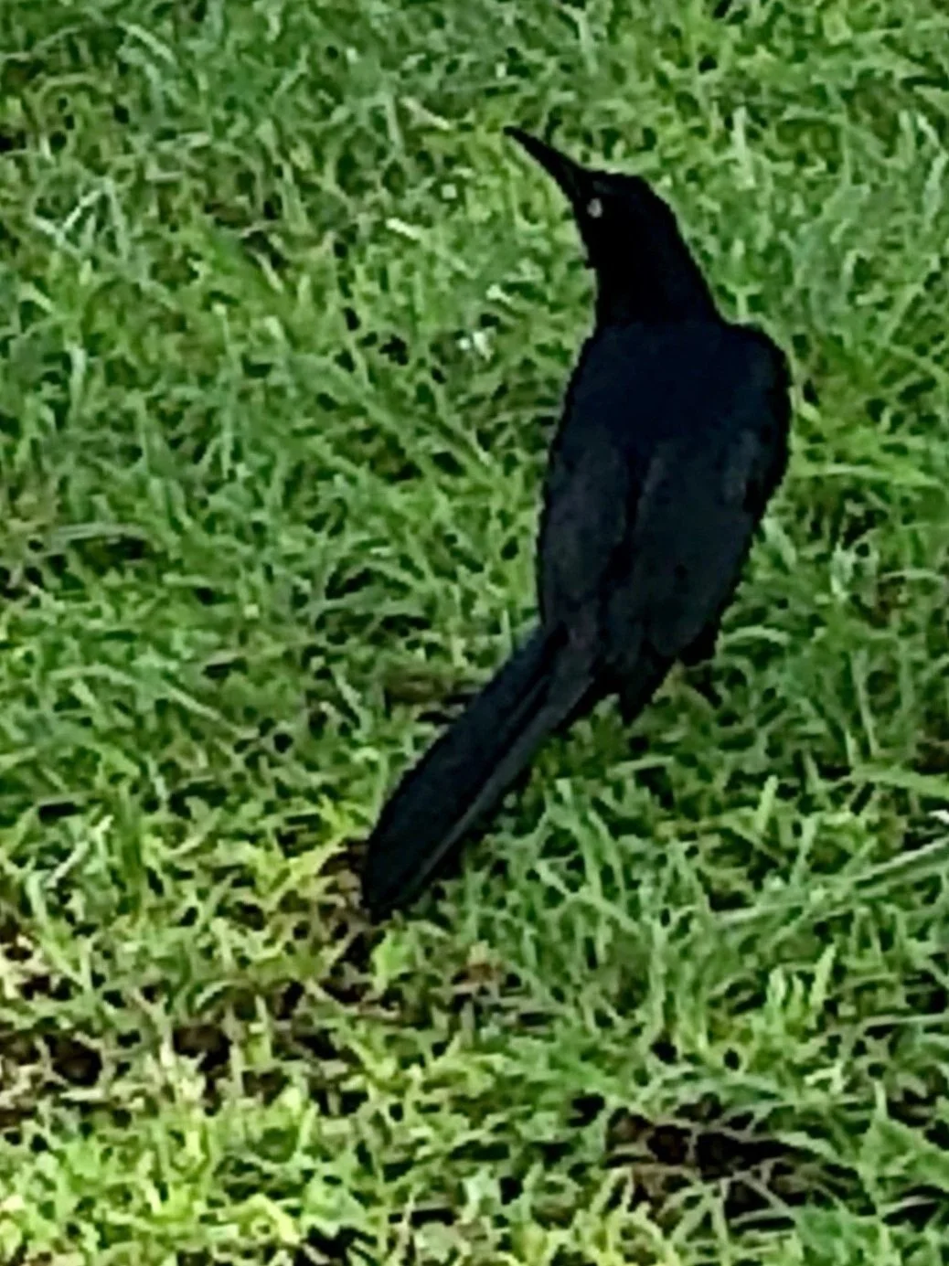 Grackle looks over his shoulder as a toddler clumsily eats cheezits, plotting the heist.