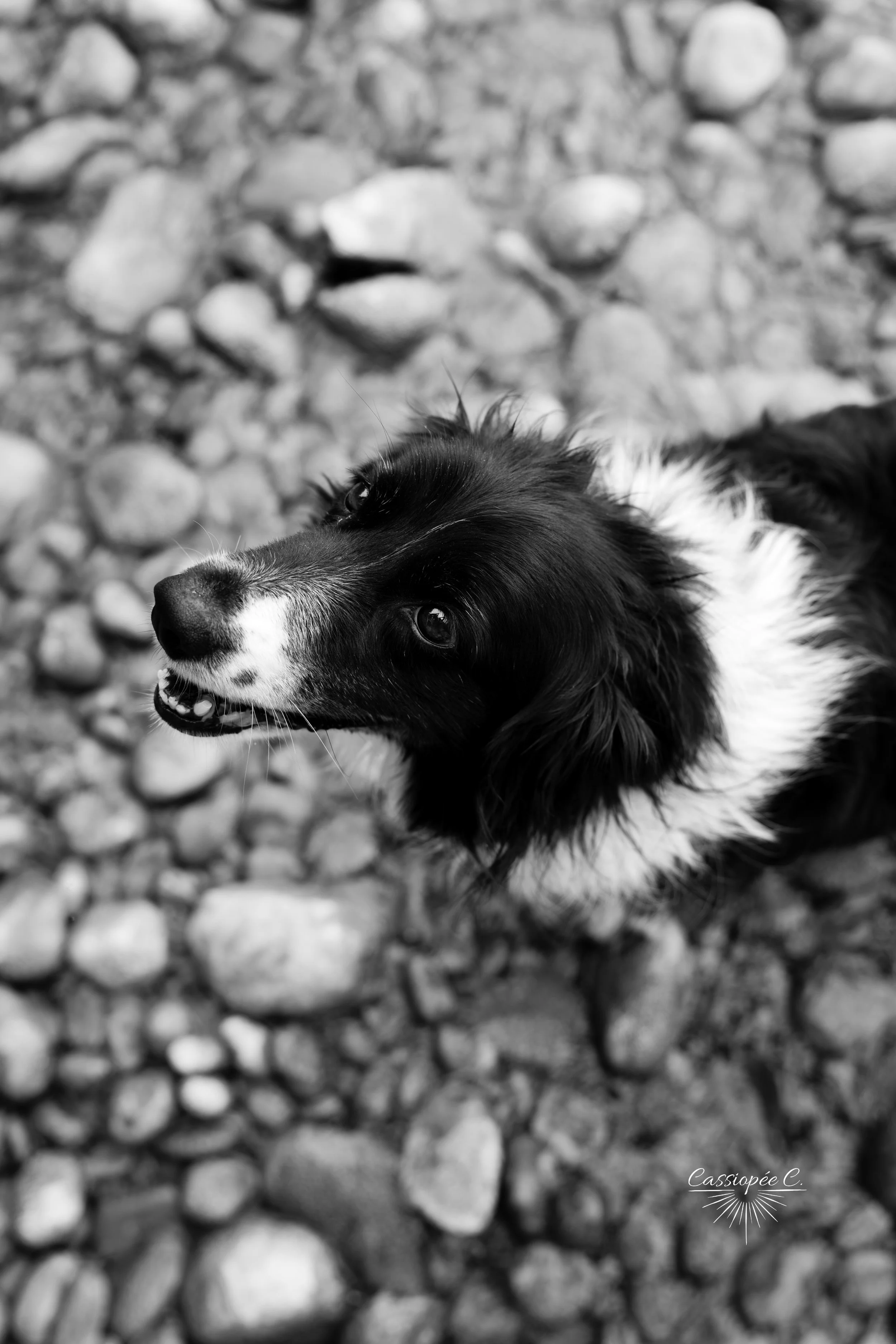Un chien noir et blanc avec des taches blanches sur le museau et le cou, regardant vers le haut, posé sur un sol rocheux.