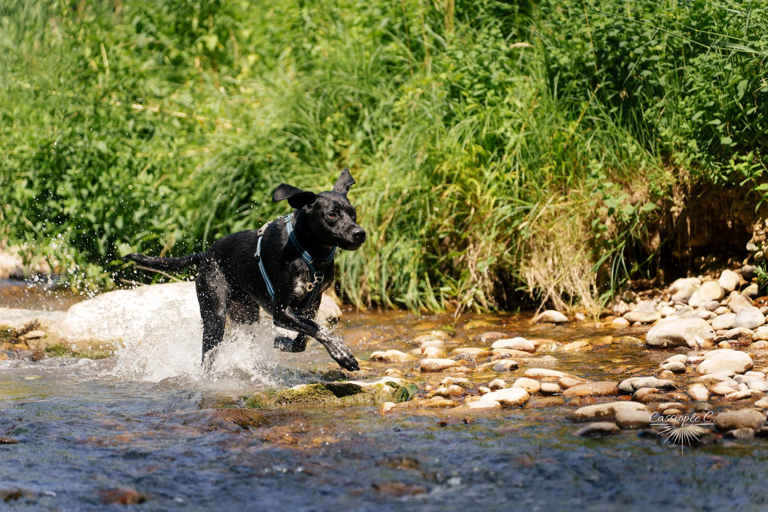 Un chien noir sautant dans une rivière entourée de végétation verte.
