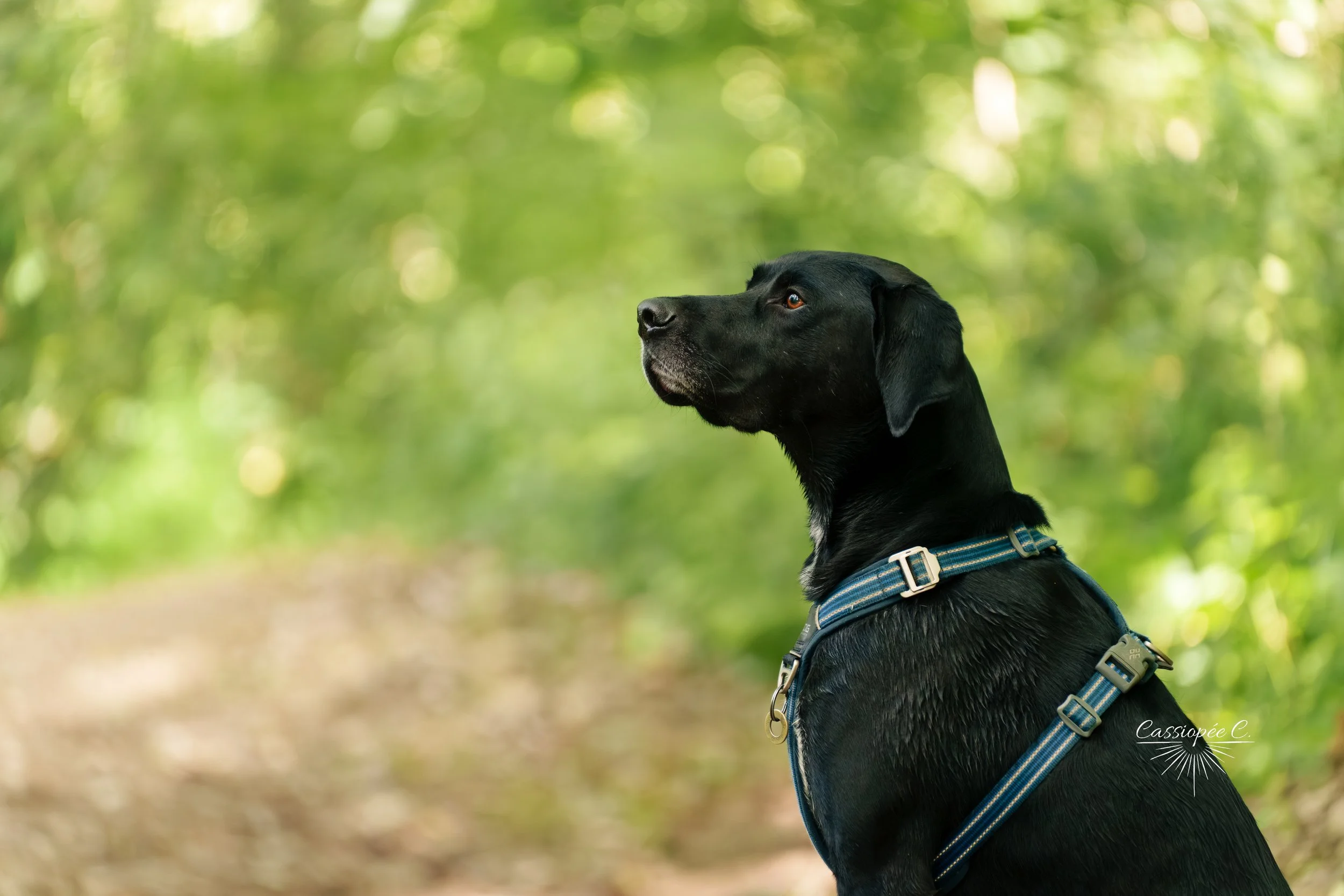 Un chien noir portant un harnais bleu assis dans la nature, regardant vers la gauche, fond flou de feuilles vertes.