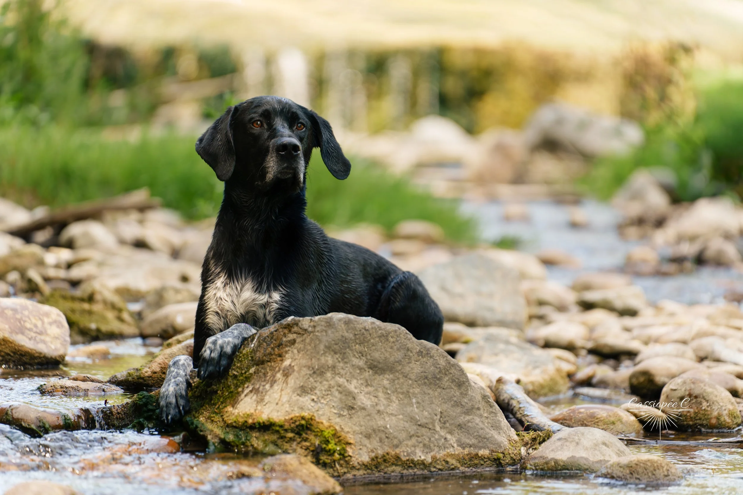 Un chien noir et blanc reposant sur des rochers au bord d'une rivière dans un environnement naturel avec des arbres en arrière-plan.