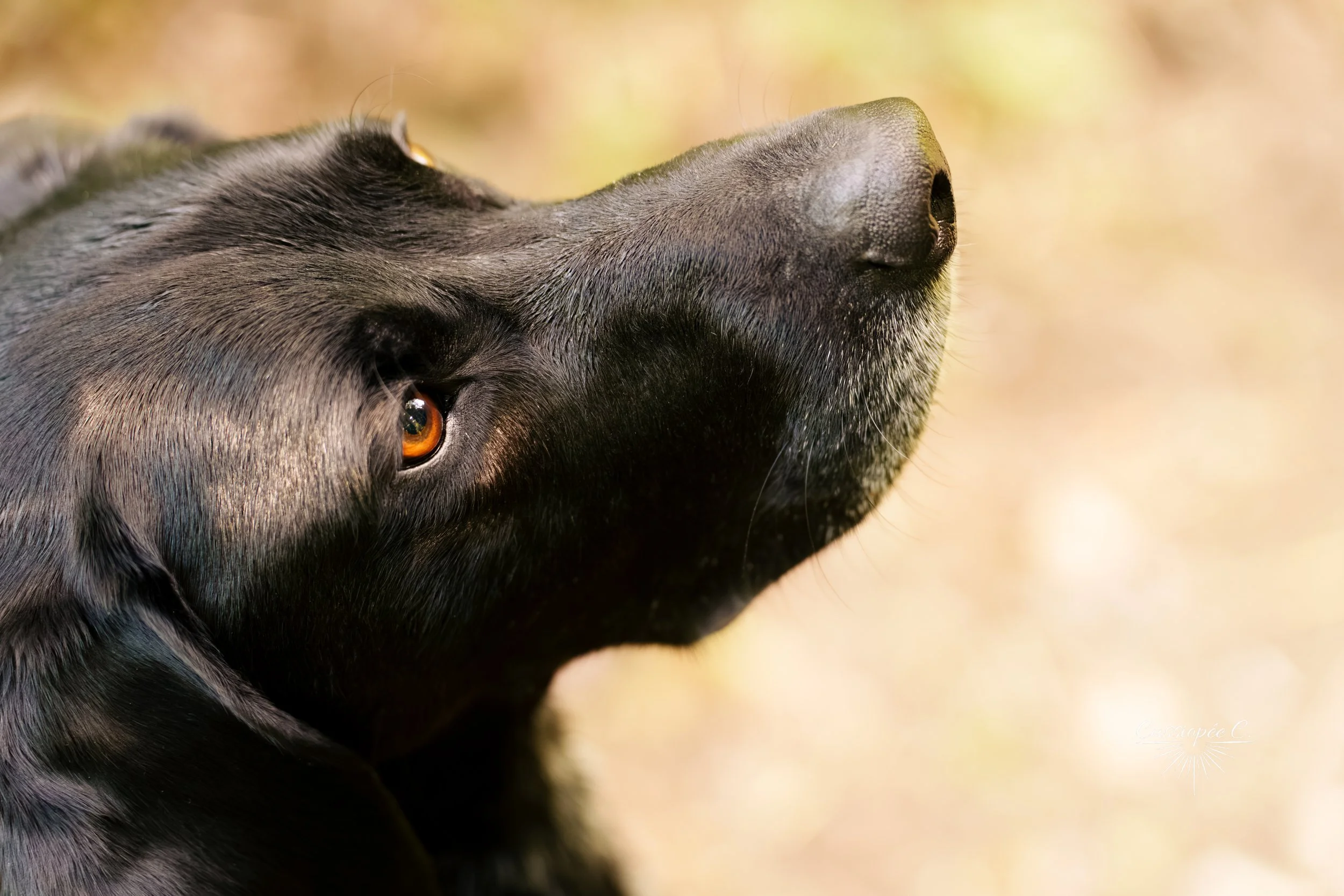 Zoom sur le museau d’un chien noir, avec une oreille visible, fond flou de couleurs chaudes.