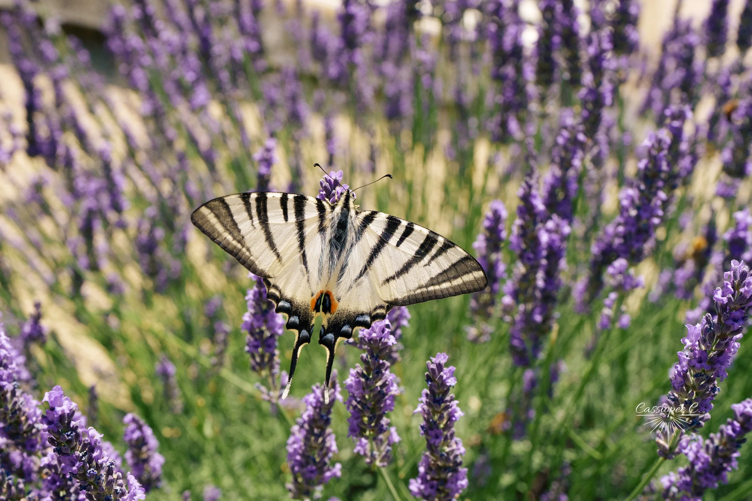 Un papillon blanc avec des bandes noires repose sur une branche de lavande violette, entouré d'autres lavandes en fleurs.