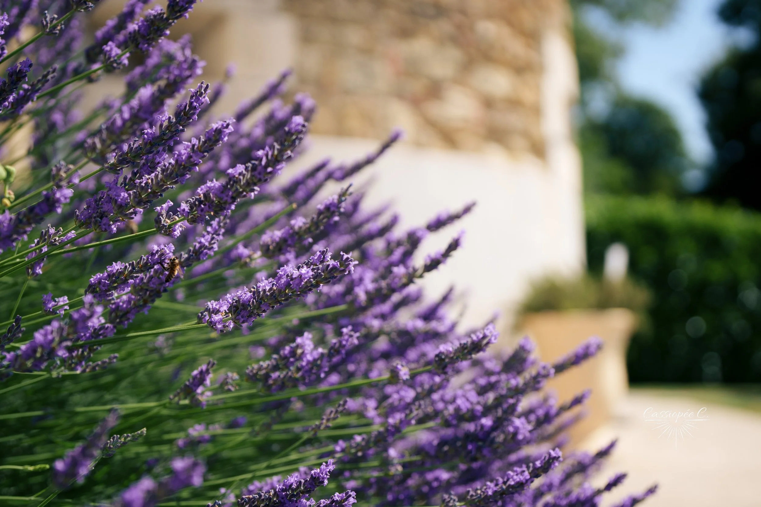 Fleurs de lavande violettes en gros plan avec un fond flou d'un mur et d'arbres.