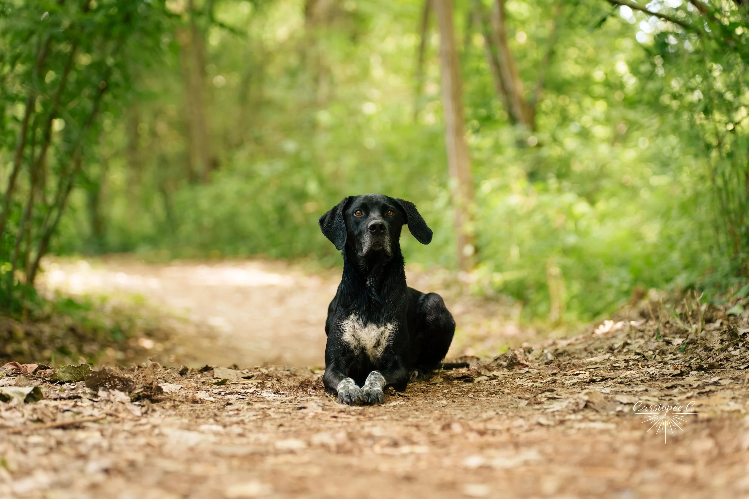 Un chien noir et blanc allongé sur un sentier de forêt entouré d'arbres verts à feuilles. L'arrière-plan est flou, mettant en valeur le chien au premier plan.
