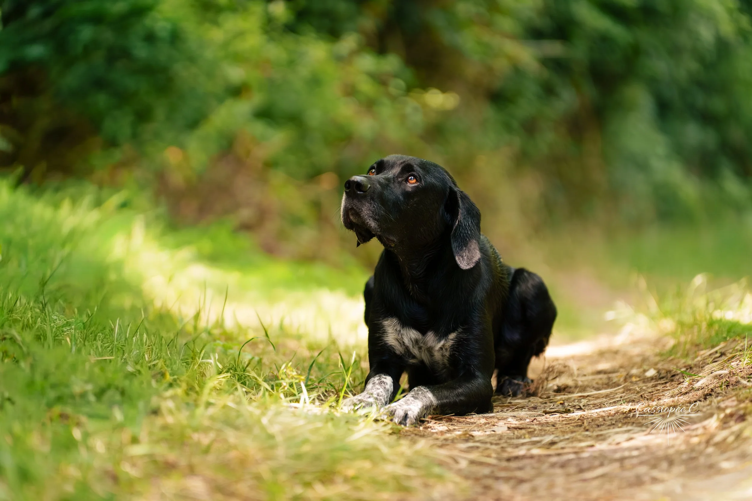 Un chien allongé dans un sentier forestier vert, regarde vers le haut