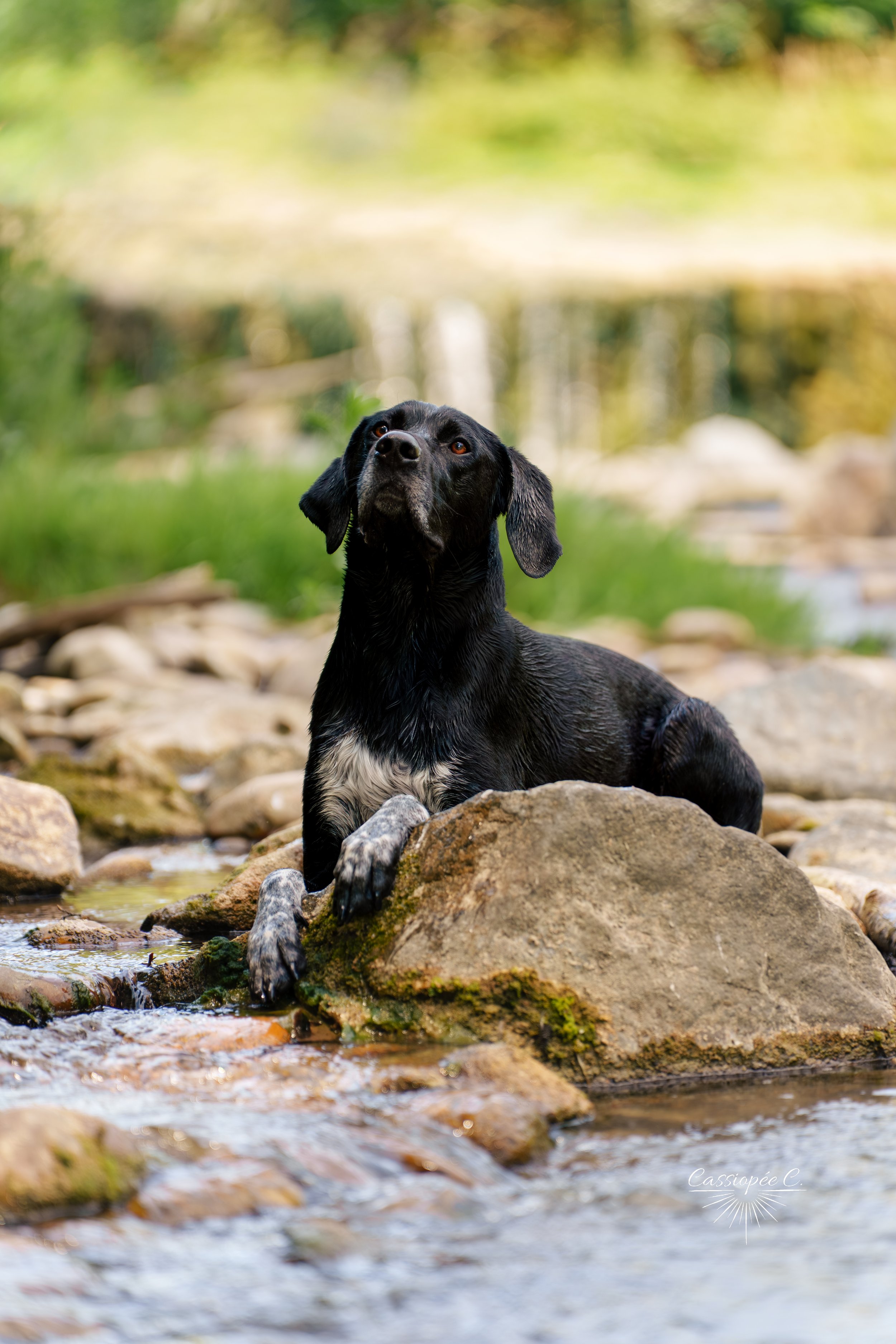 Un chien noir avec des marques blanches, allongé sur des rochers au bord d'une rivière peu profonde, avec un fond de forêt verte, sous un ciel ensoleillé.