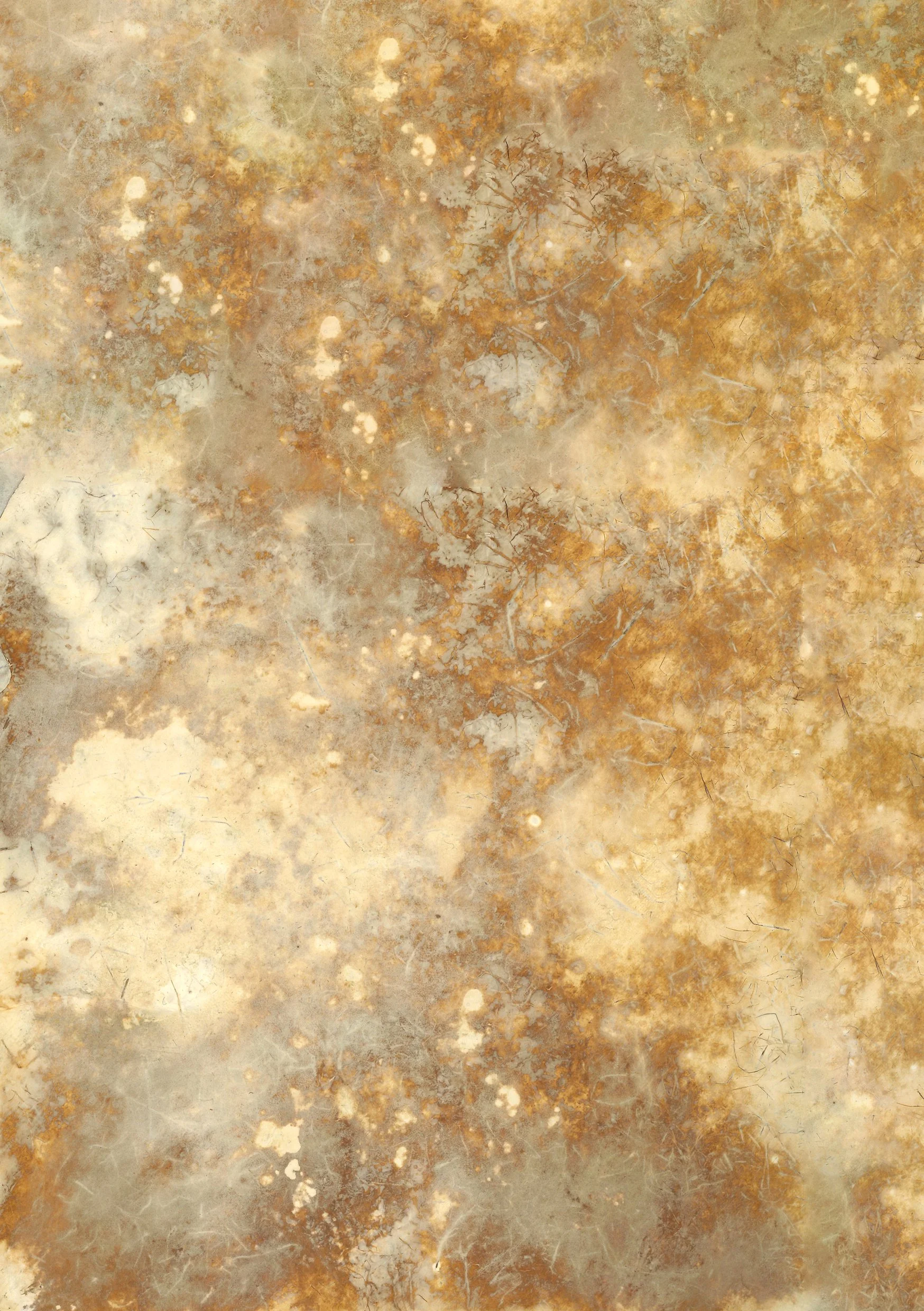 Mycelium.jpg
