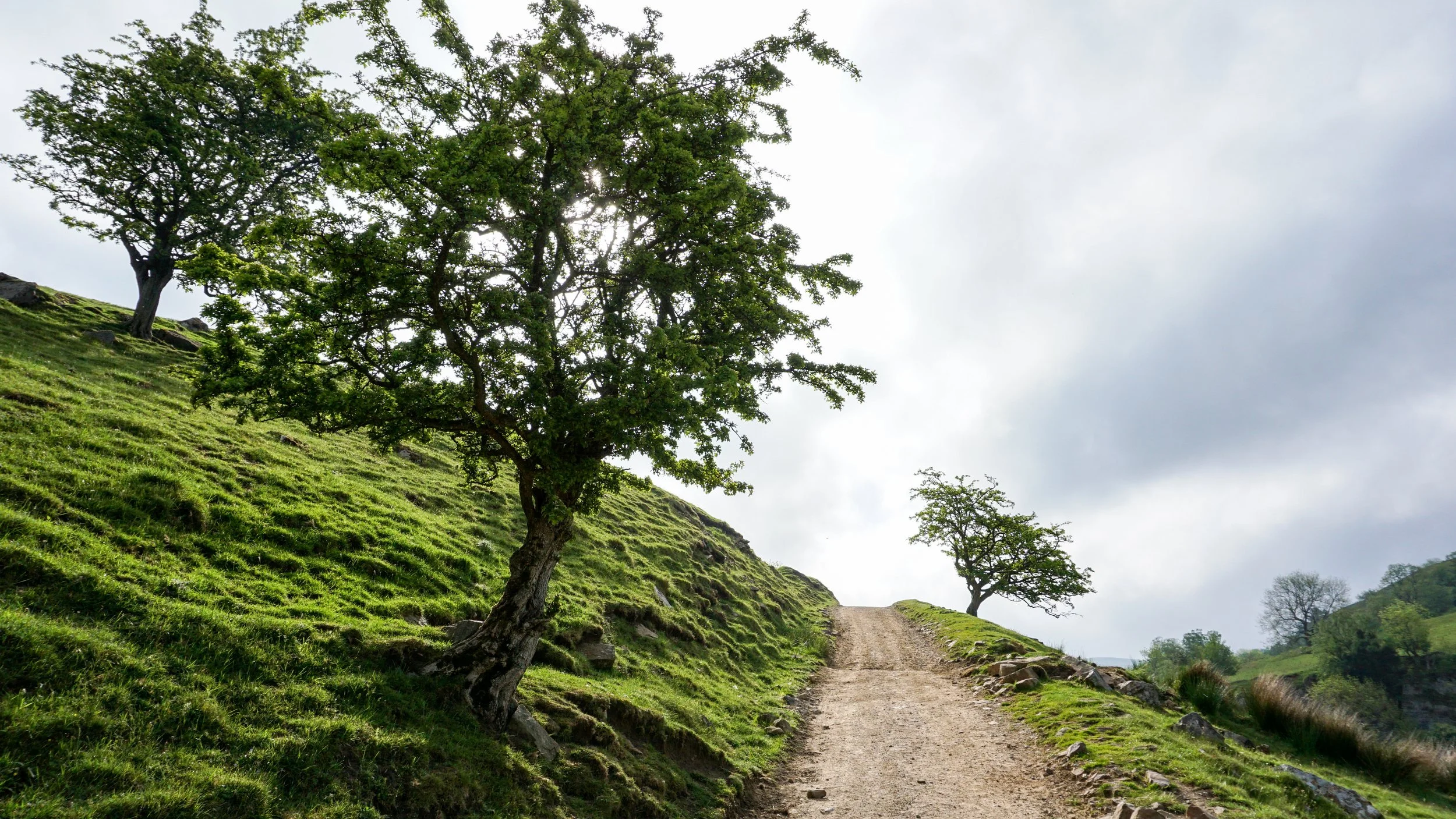 coast to coast trees.JPG