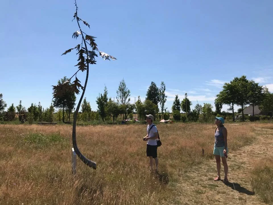 Forgotten Pine-2_Bart Nijboer.jpg