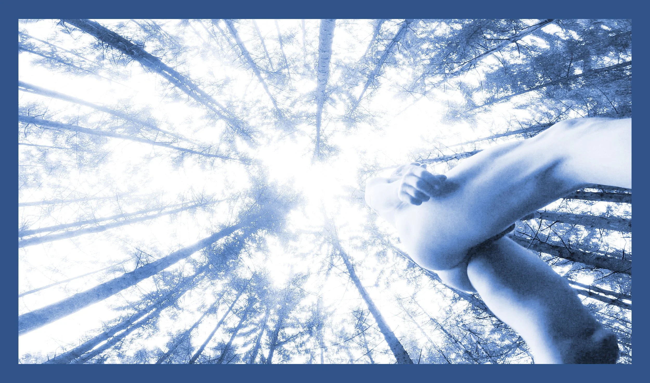 forest steps_blue kopie2.jpg