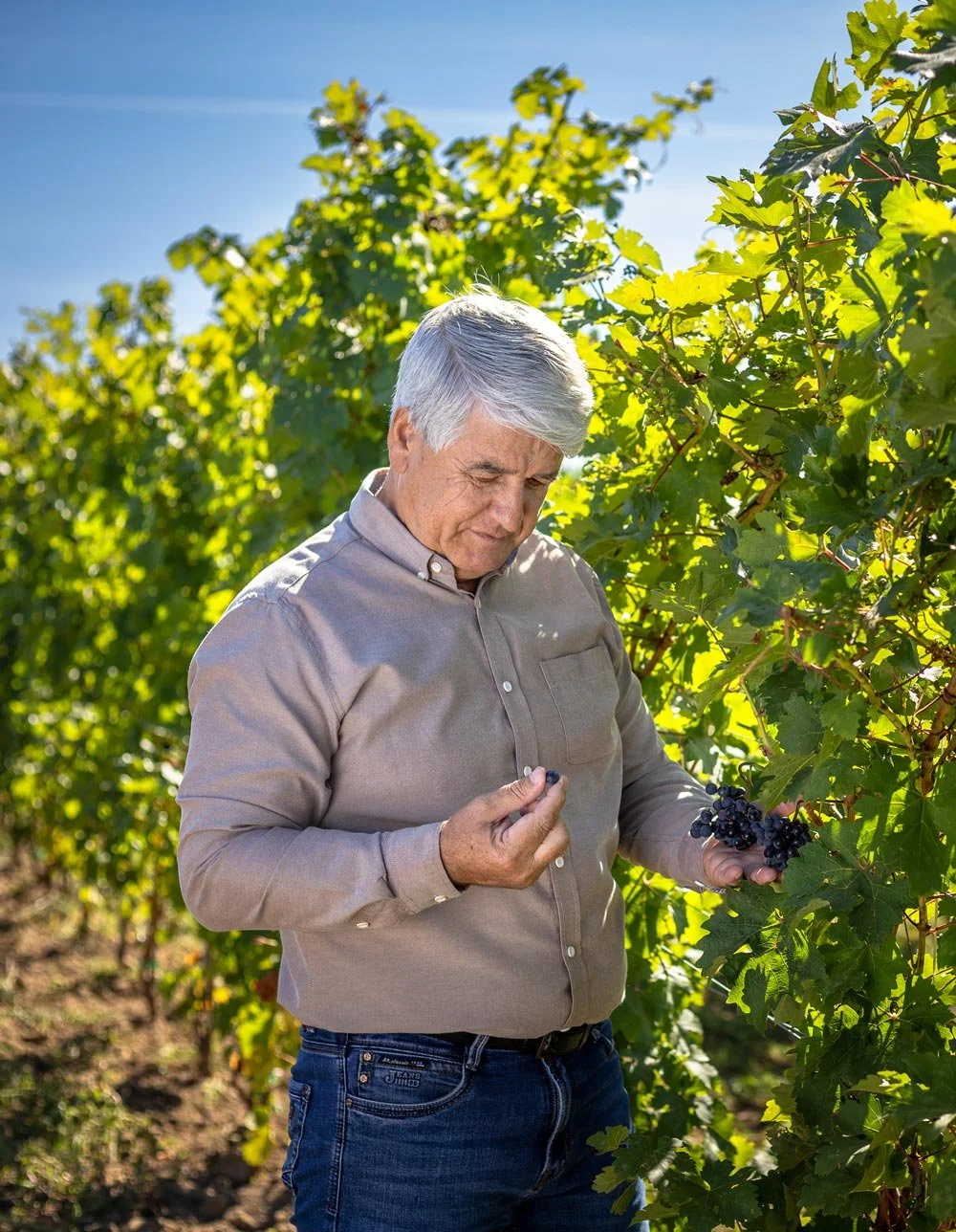 A man in a beige shirt and jeans examining a cluster of dark grapes on a vine in a vineyard on a sunny day.