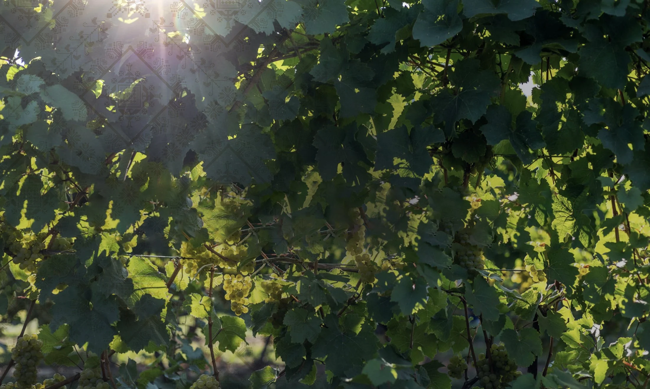 Green grapevine leaves and grape clusters in sunlight.