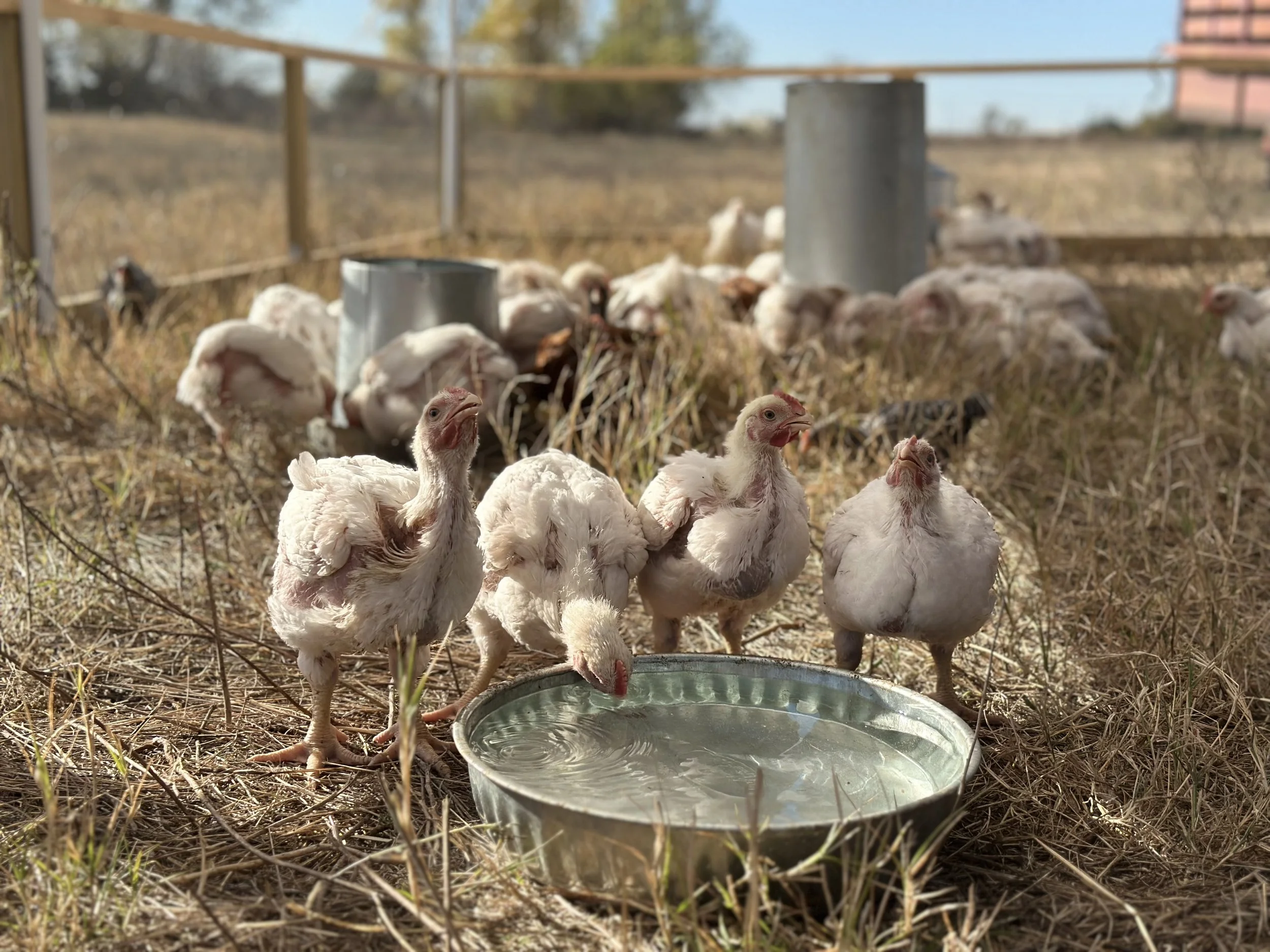 Pasture Raised Chicken- Whole Bird Deposit