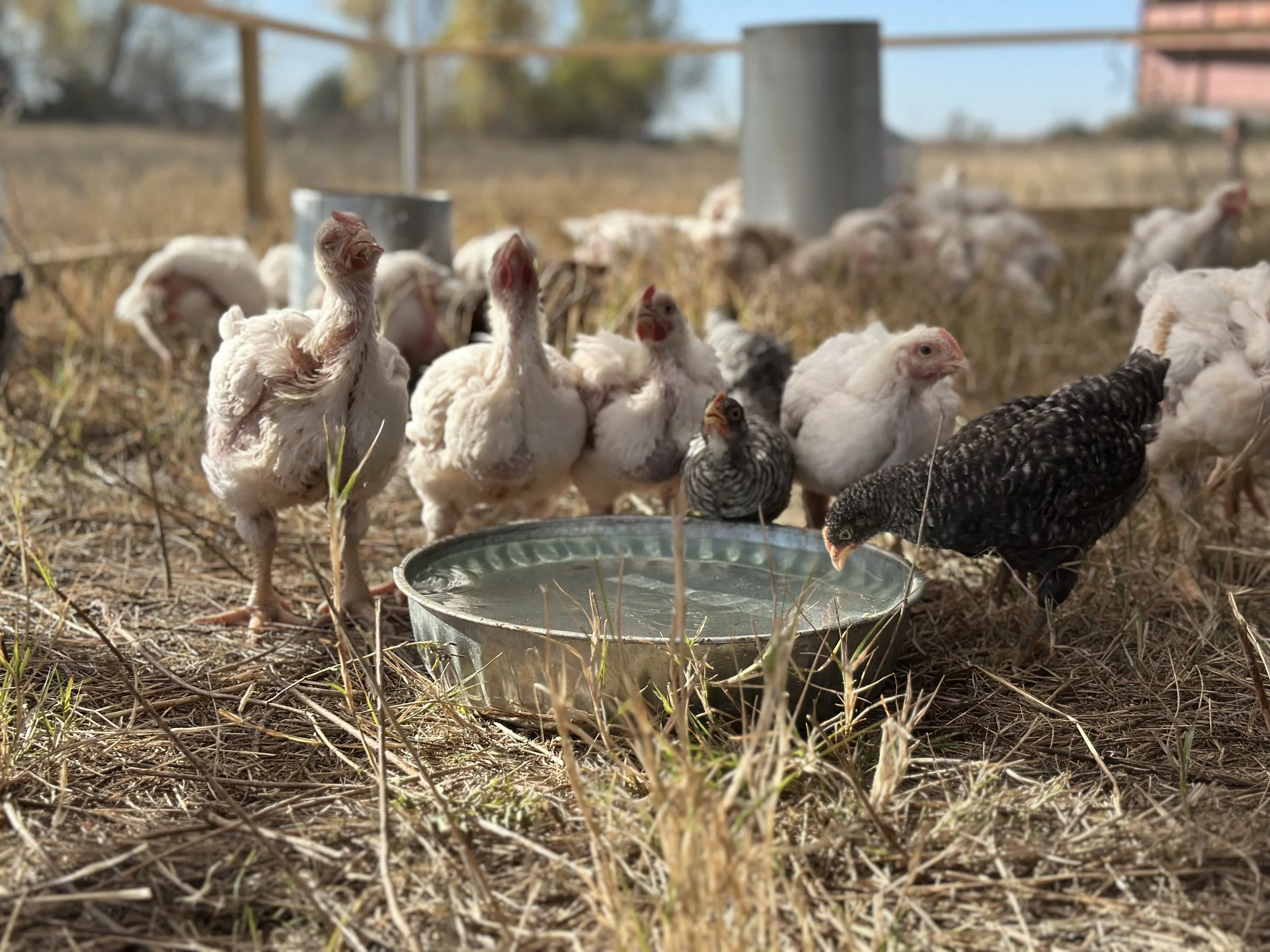 Pasture Raised Chicken-Boneless, Skinless, Breast 1 pound