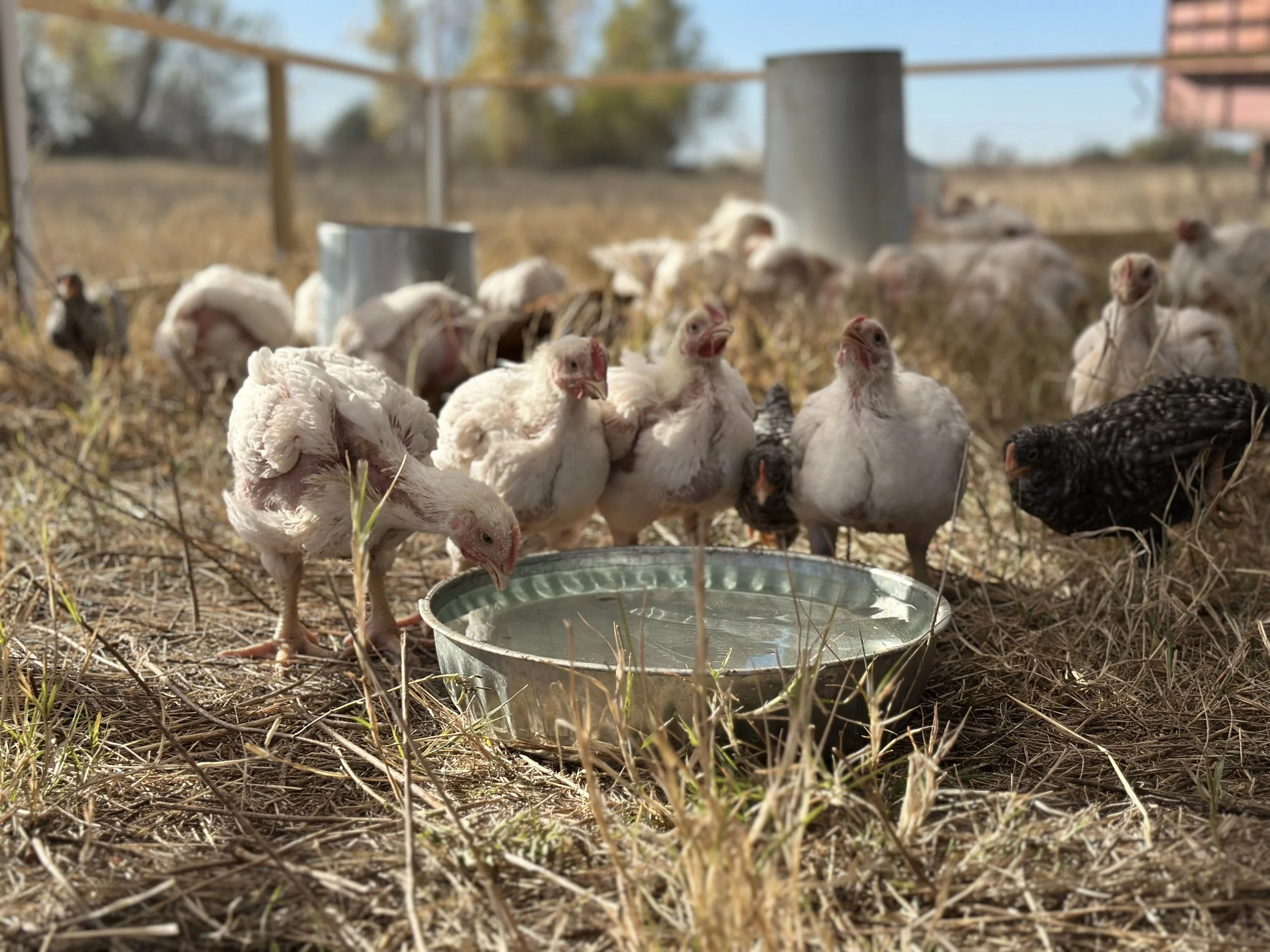 Pasture Raised Chicken- Thighs (bone in, skin on) 1 pound