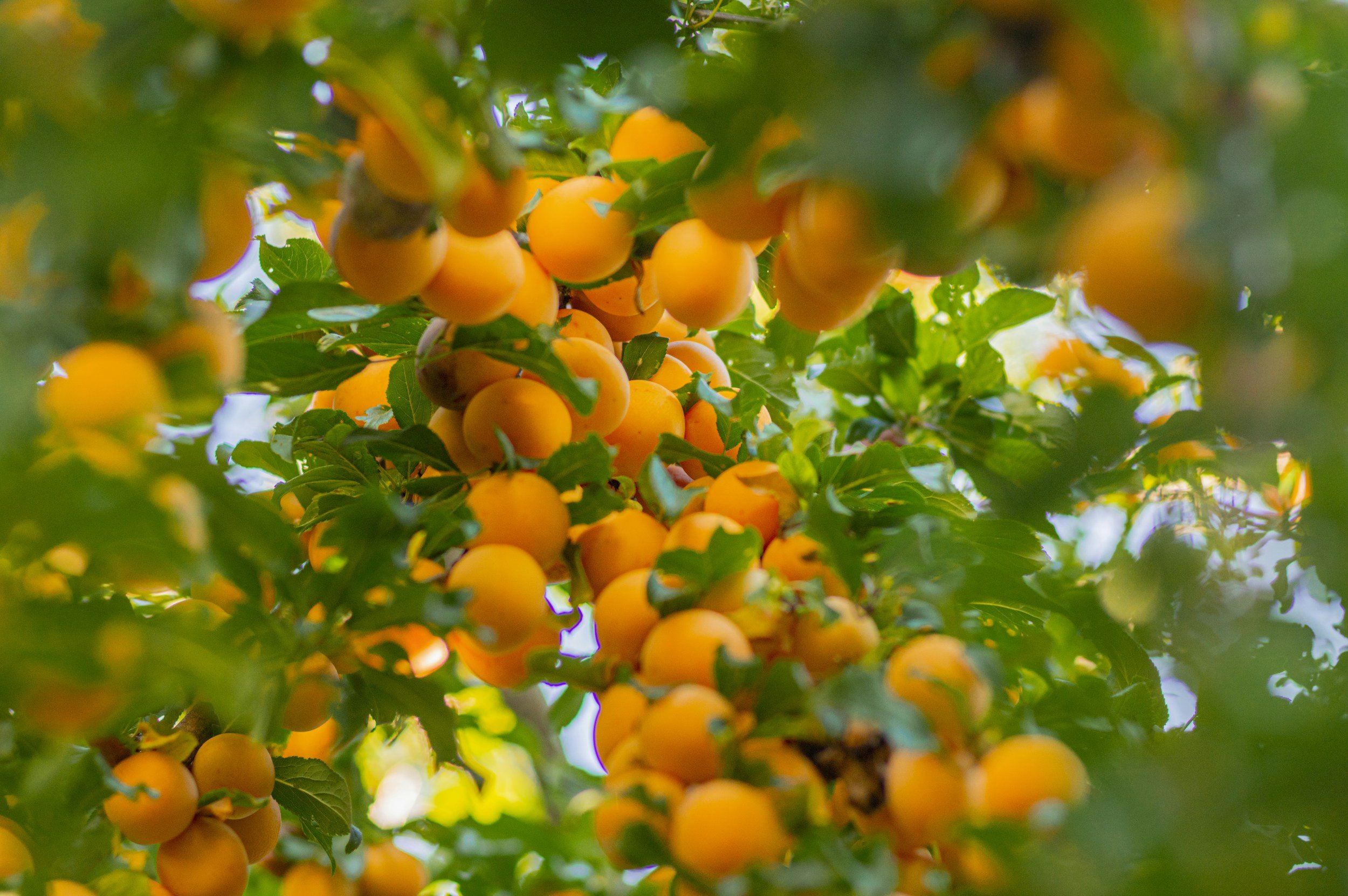 Yellow and orange small round fruits growing on a tree among green leaves.