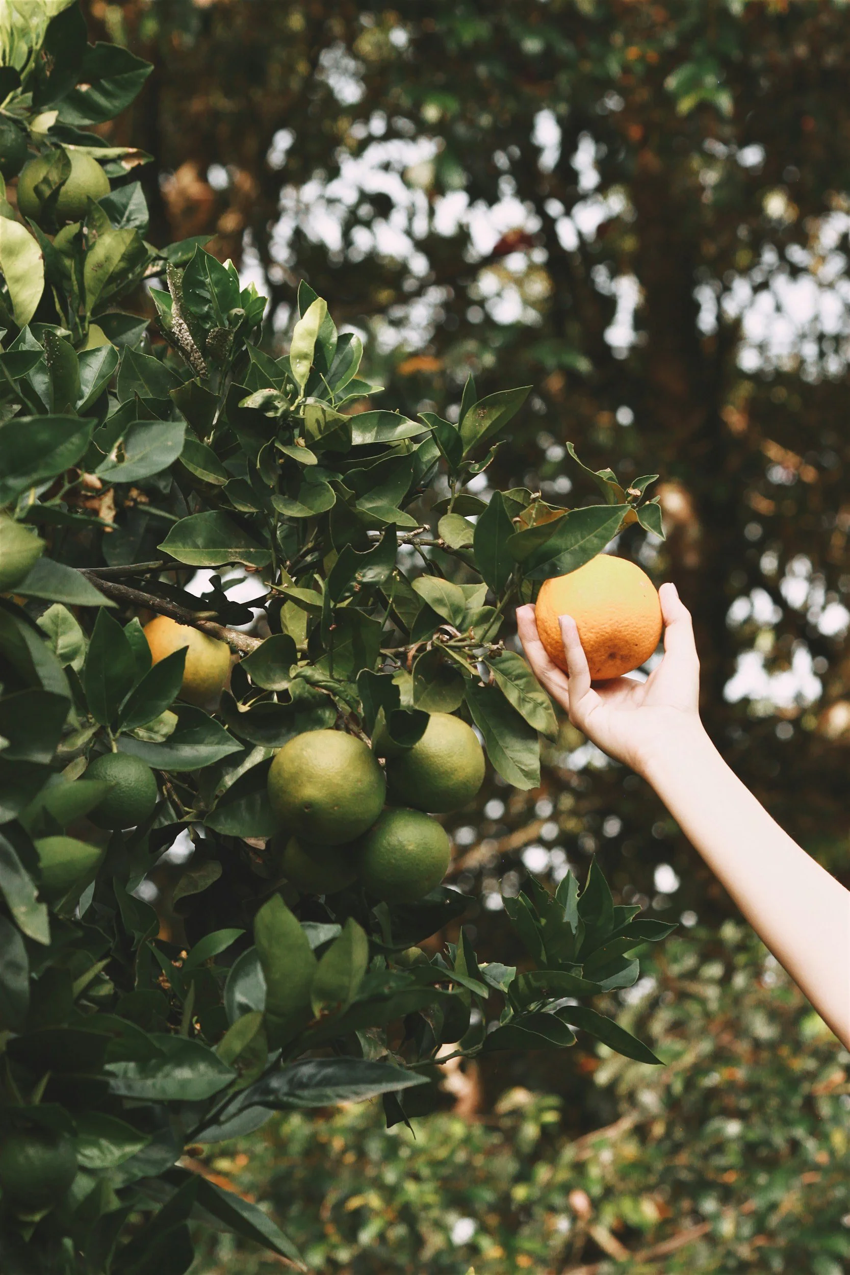 A person picking a ripe orange from an orange tree with green and some yellow-green oranges, surrounded by dense green leaves.