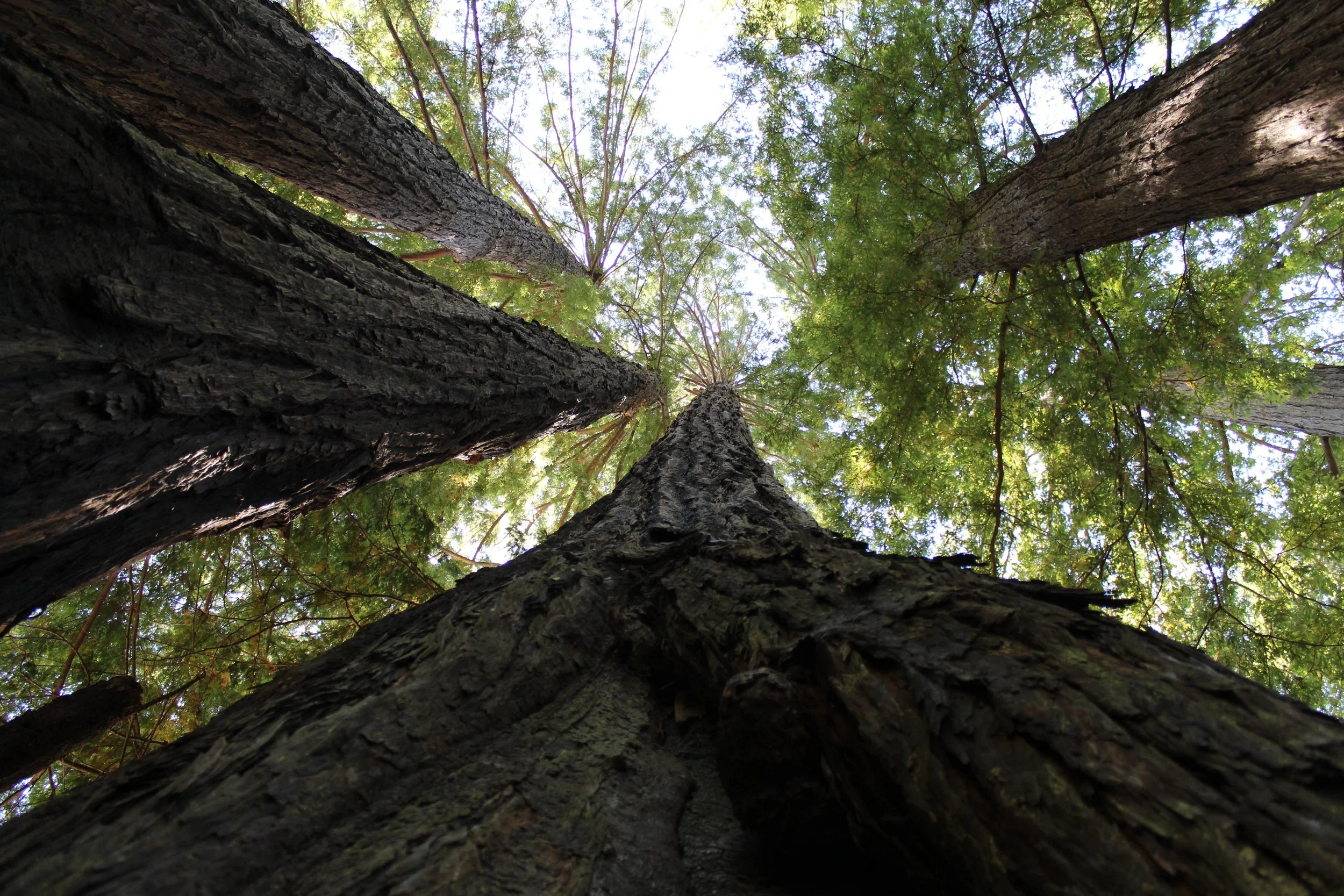 How to Create an Evergreen Course in 2026