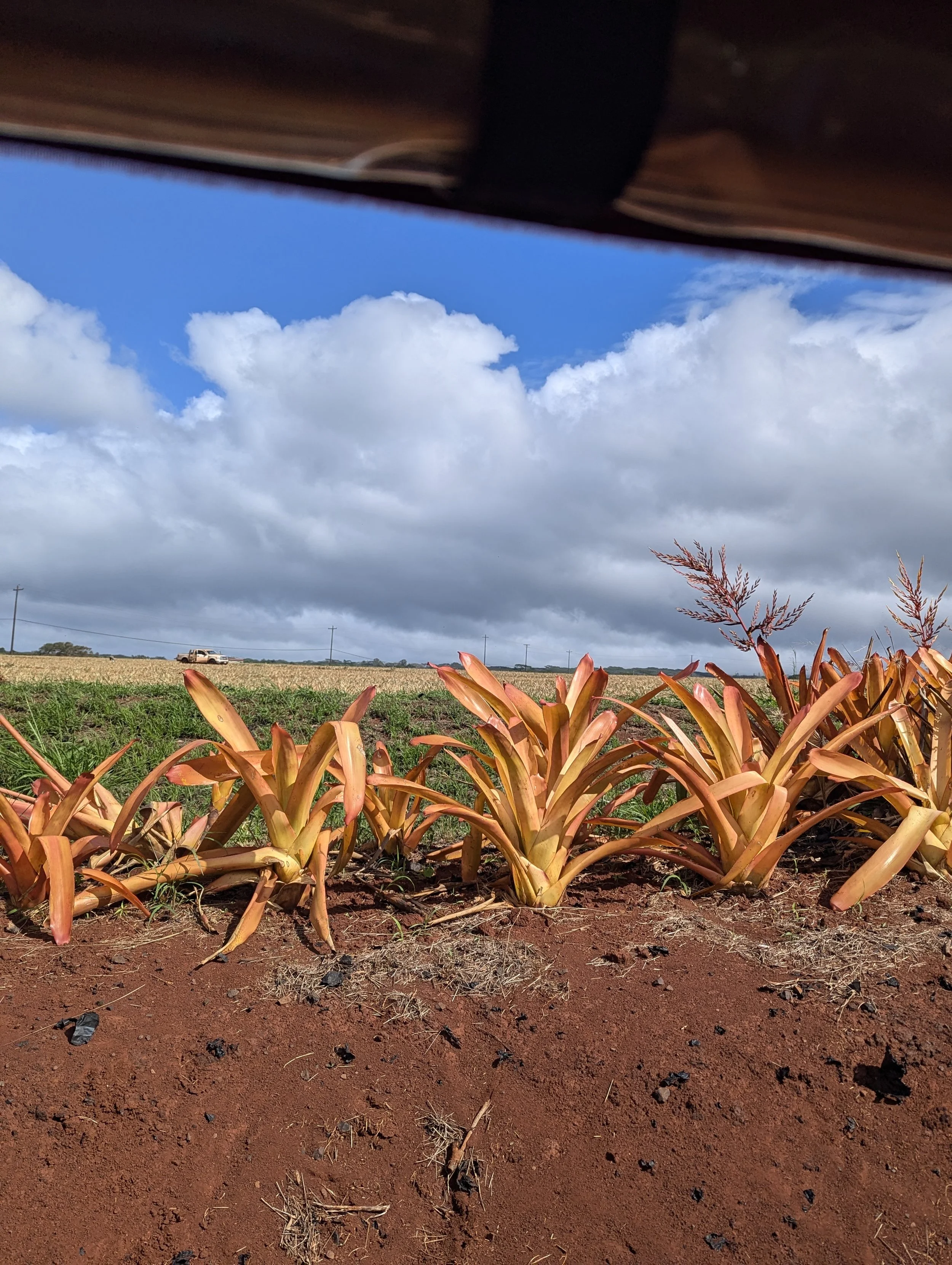 pineapple plantation where we grow ideas for our courses