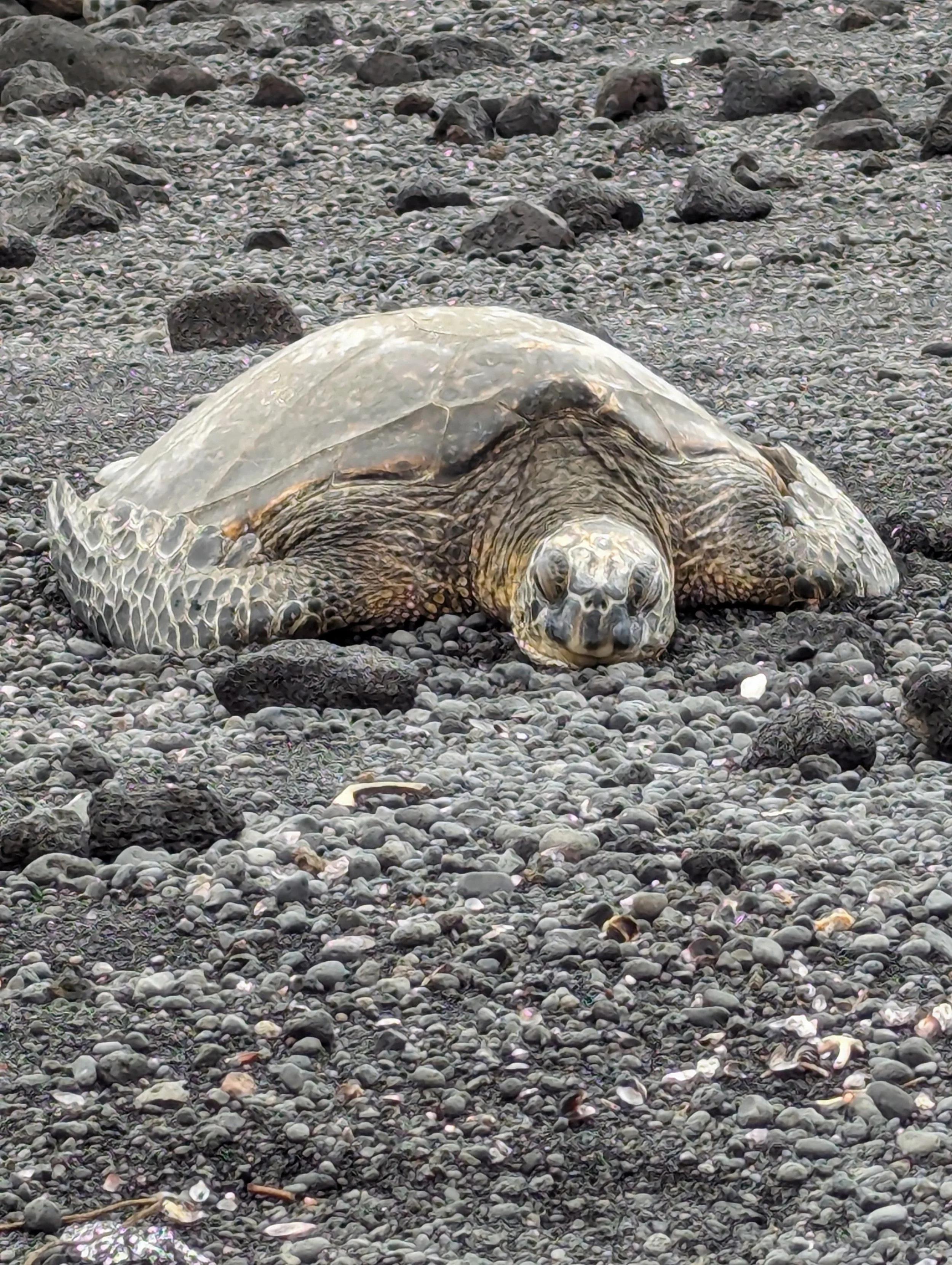 sea turtle on a black sand beach because slow and steady wins the race; and learning design isn't a race.