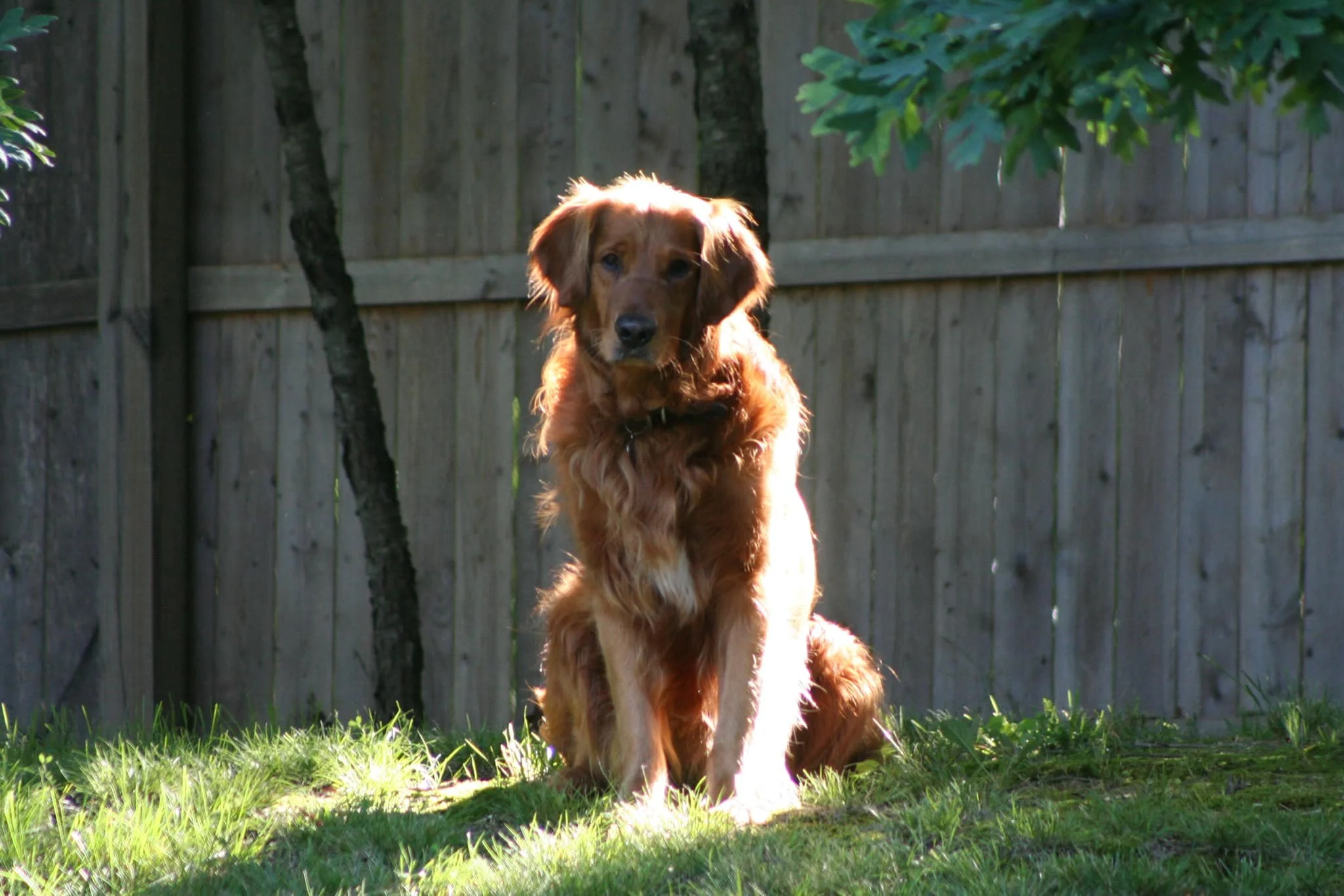 A red golden retriever with long, wavy fur sitting on green grass in a backyard with a wooden fence and trees, illuminated by sunlight.