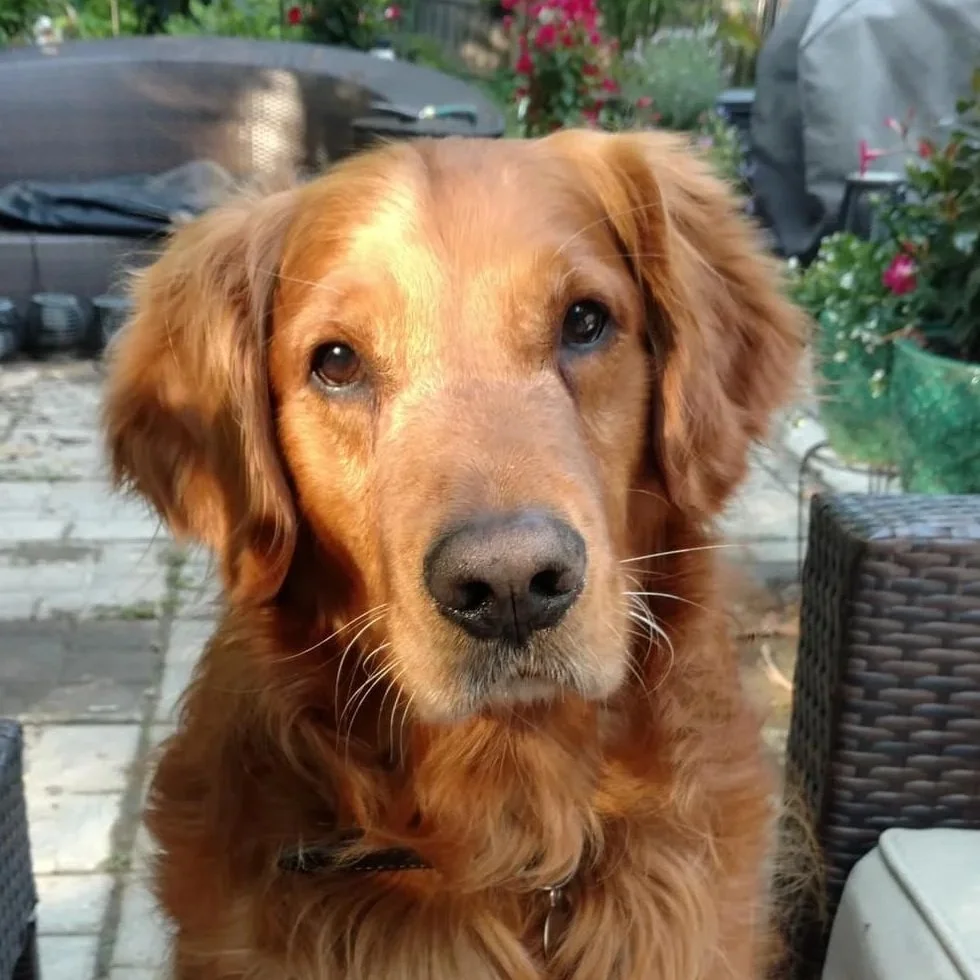Close-up of a golden retriever dog outdoors, sitting on a stone patio with plants and flowers in the background.