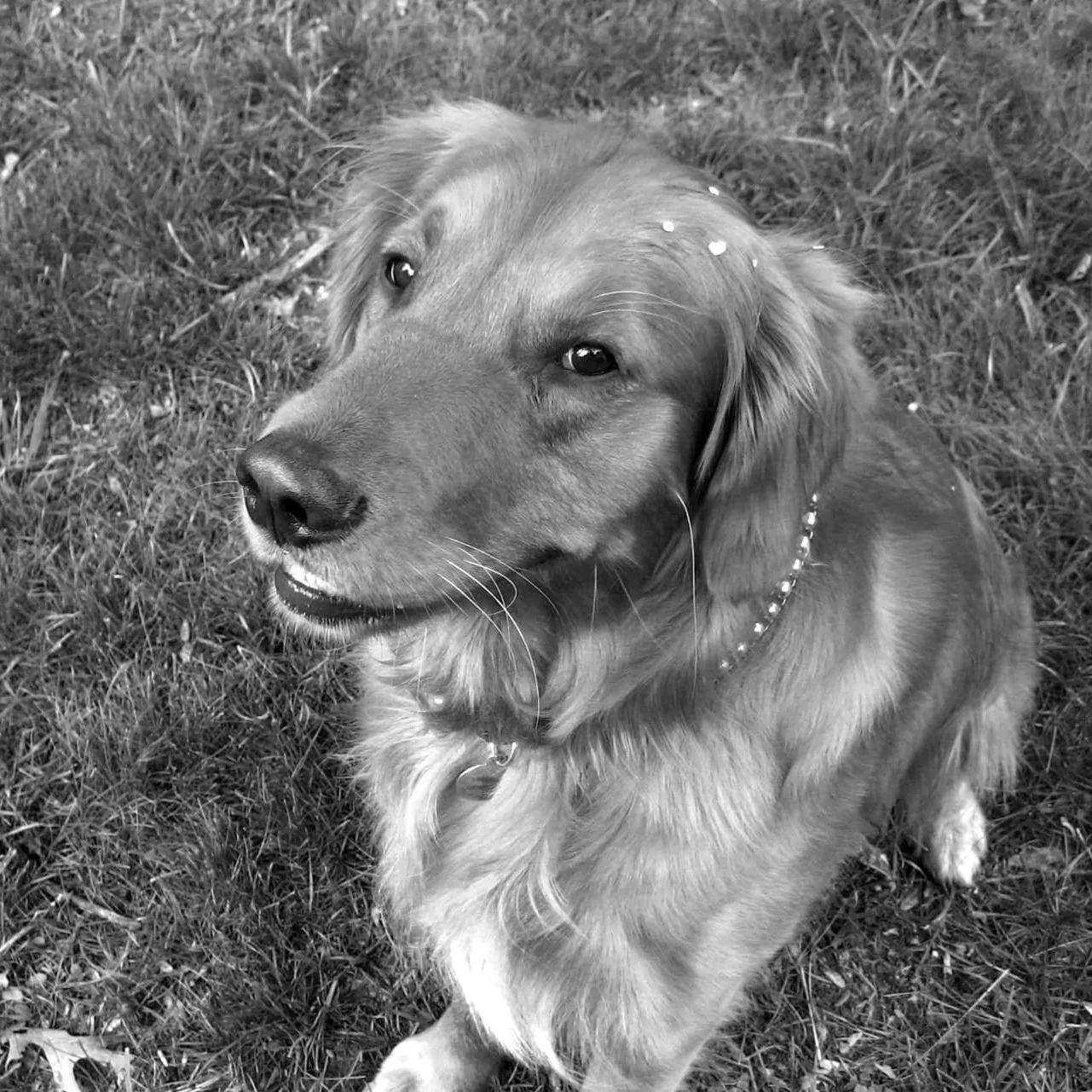 A black-and-white photo of a golden retriever sitting on grass, looking to the side with its mouth slightly open.