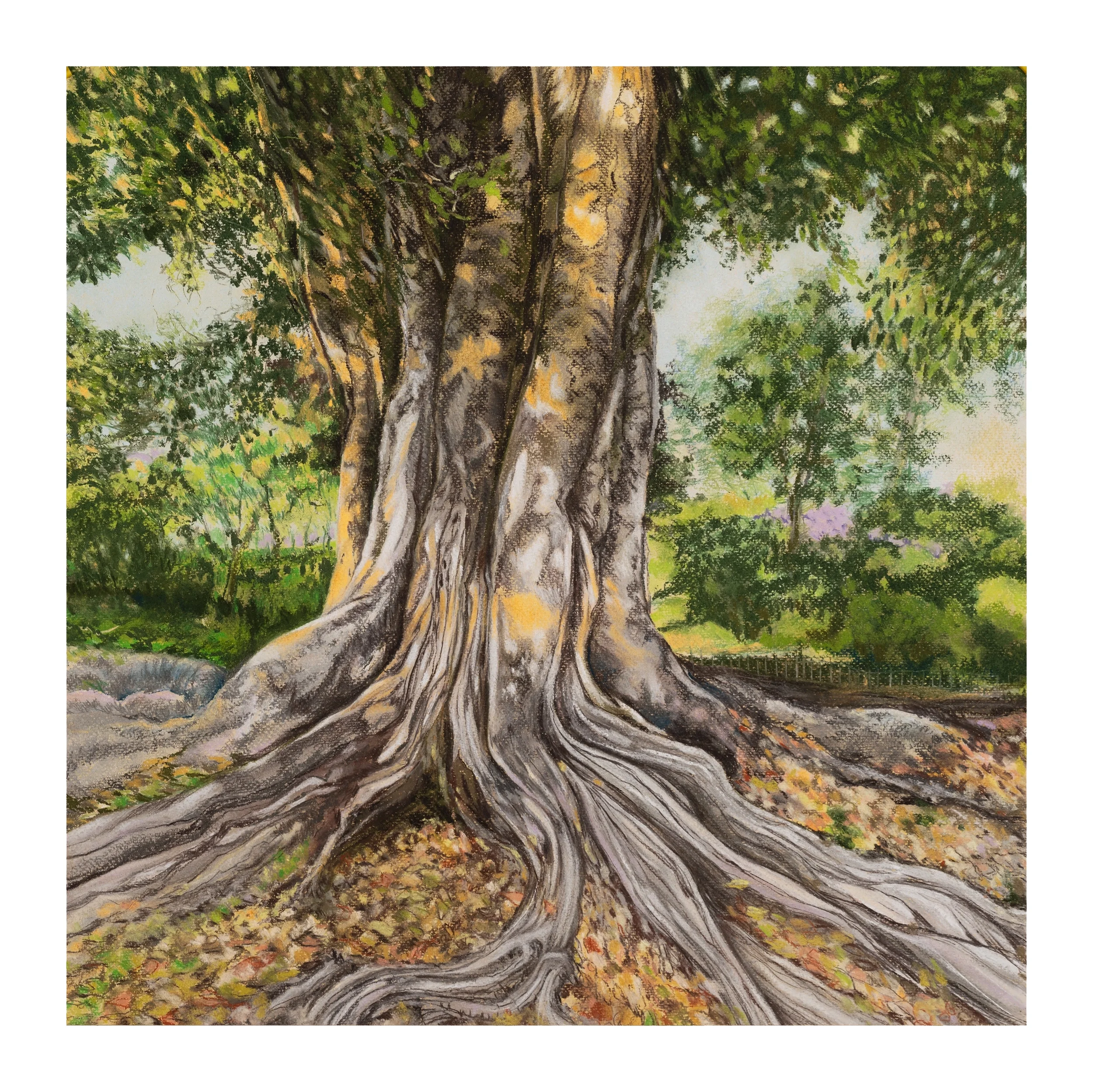 Evening Light on a Giant