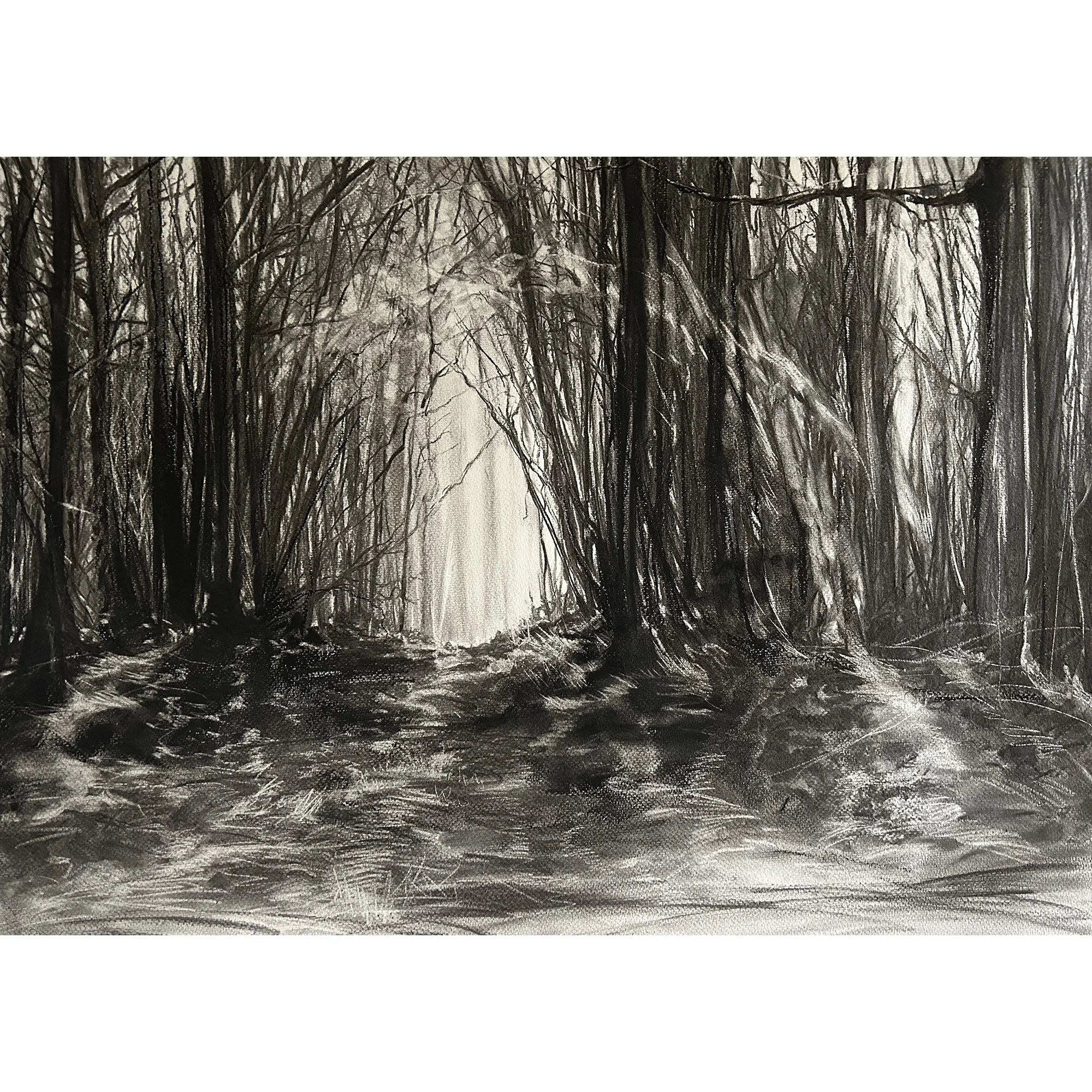 Morning Light in Winter Woods